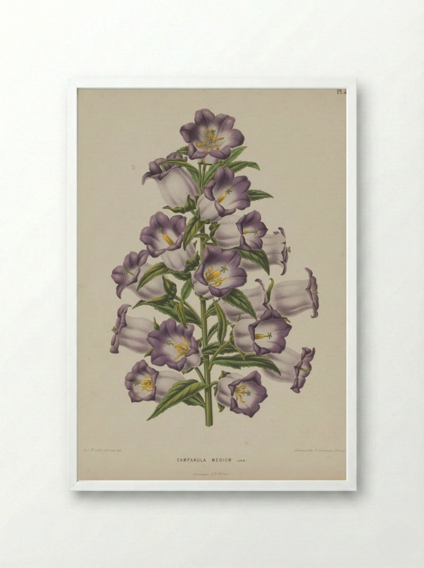 Campanula Medium L. - A. J. Wendel - Framed Print White