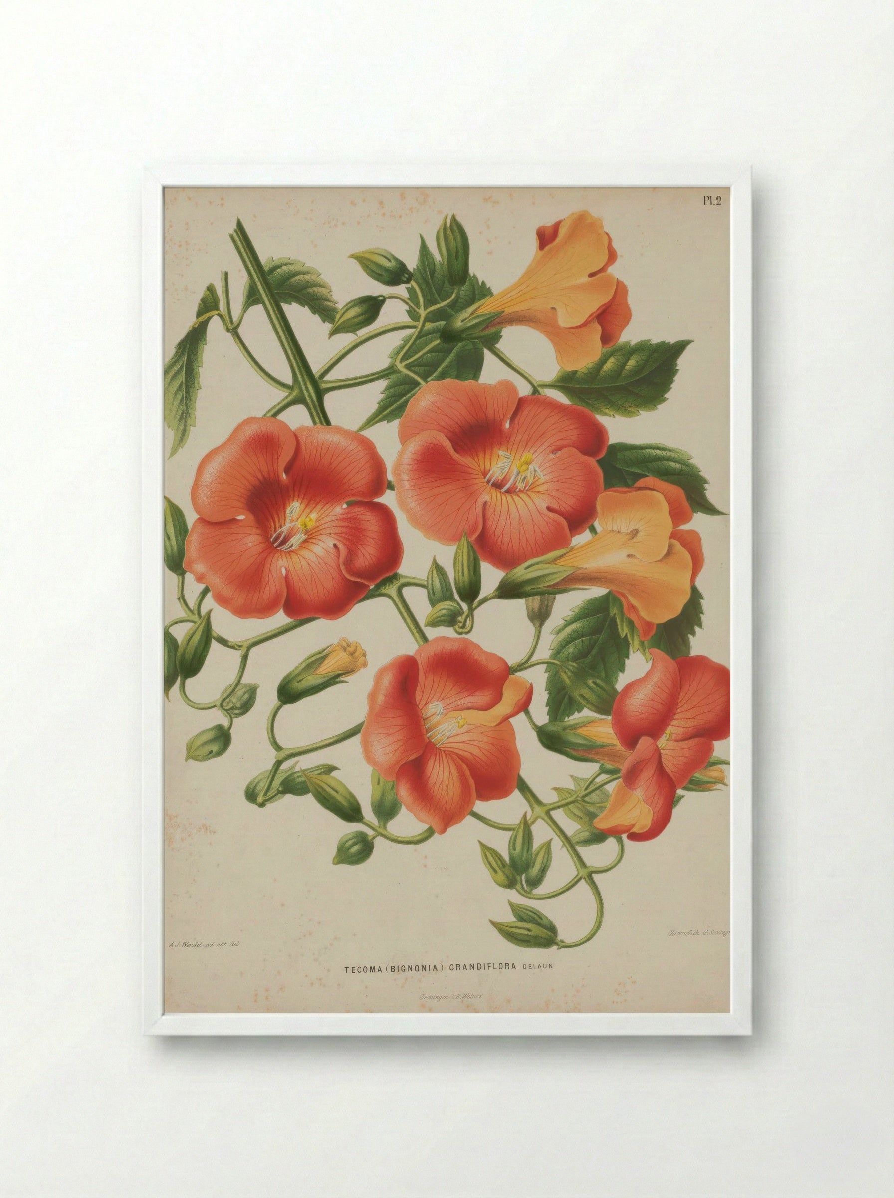 Campsis Grandiflora Thunb. Schumann - A. J. Wendel - Framed Print White