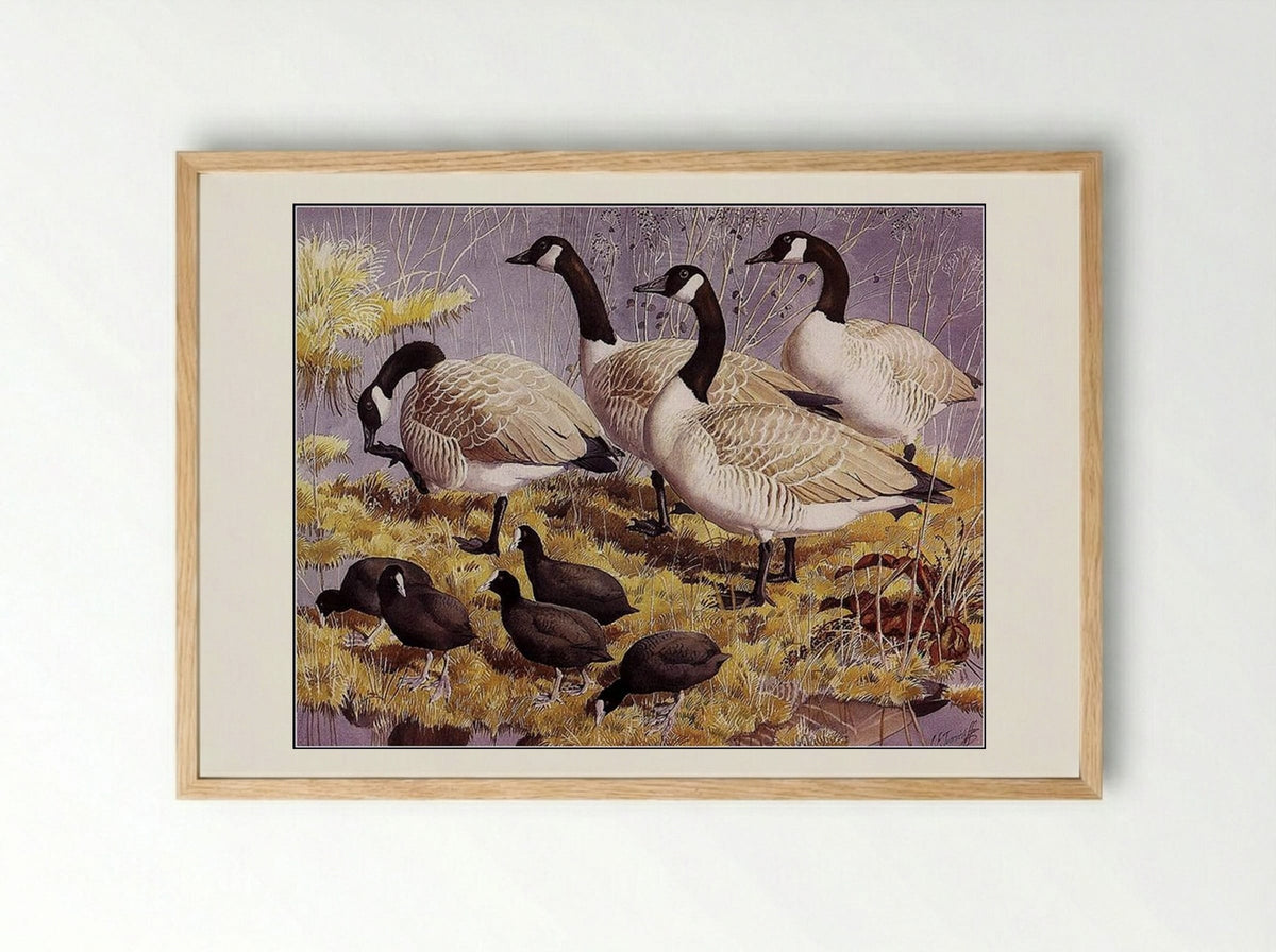 Canadas and Coots - Charles Tunnicliffe - Framed Print Wood
