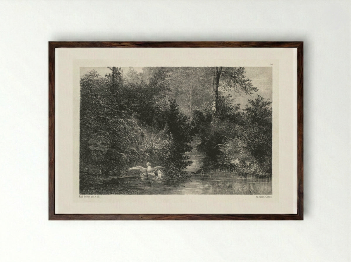 Canards (Ducks) - Karl Bodmer - Framed Print Dark Wood