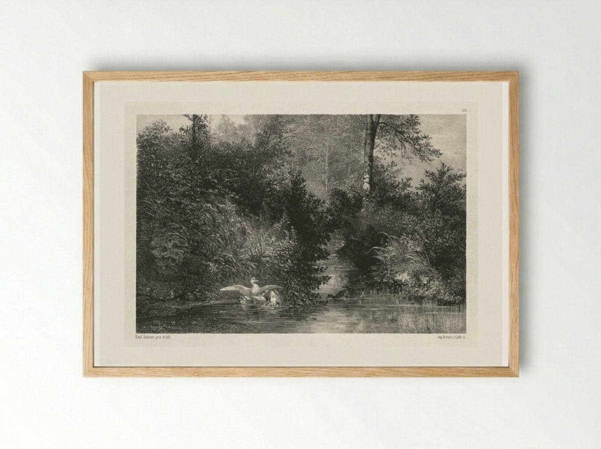 Canards (Ducks) - Karl Bodmer - Framed Print Wood