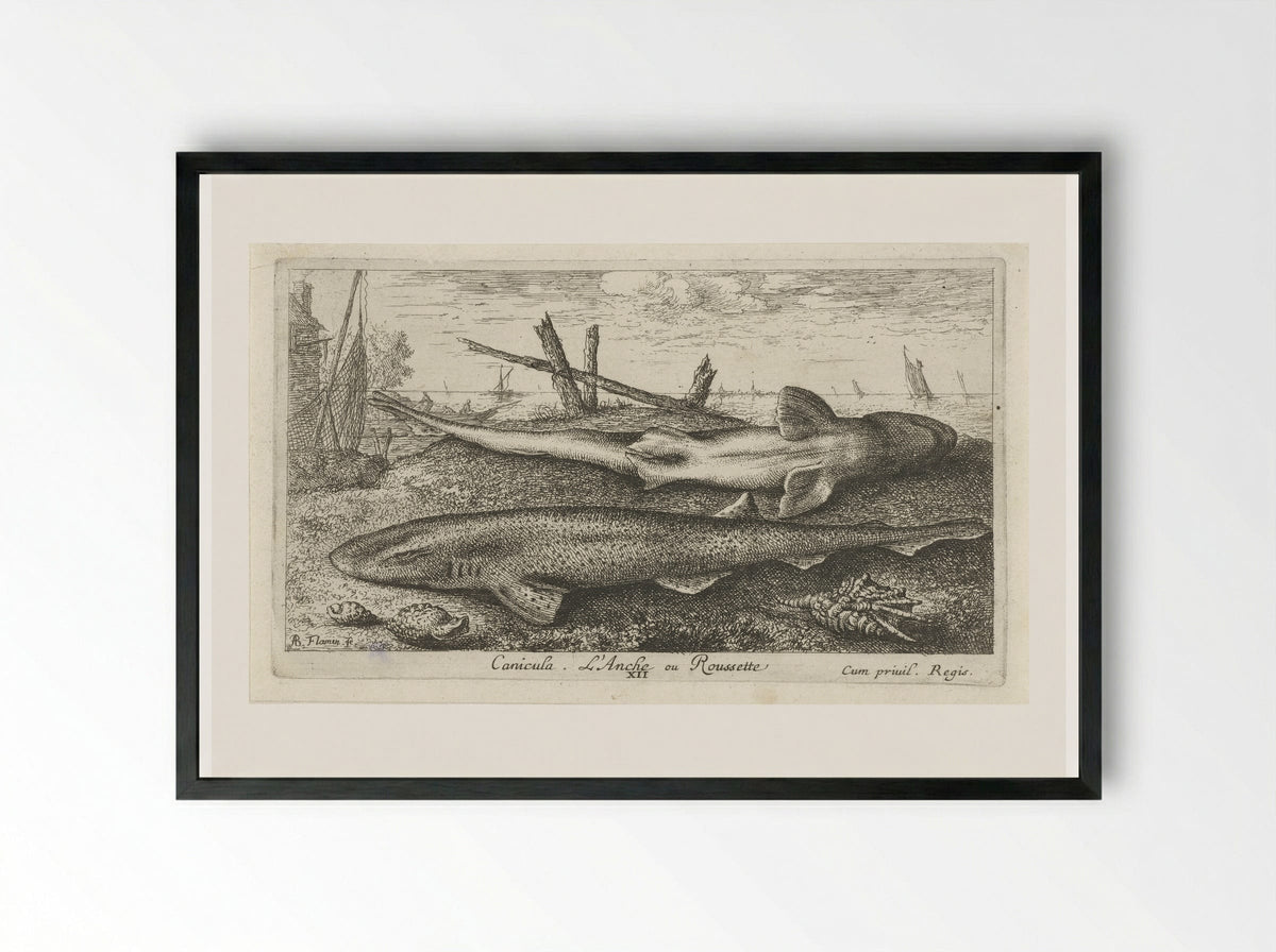 Canicula. L'Anche ou Roussette - Albert Flamen - Framed Print Black
