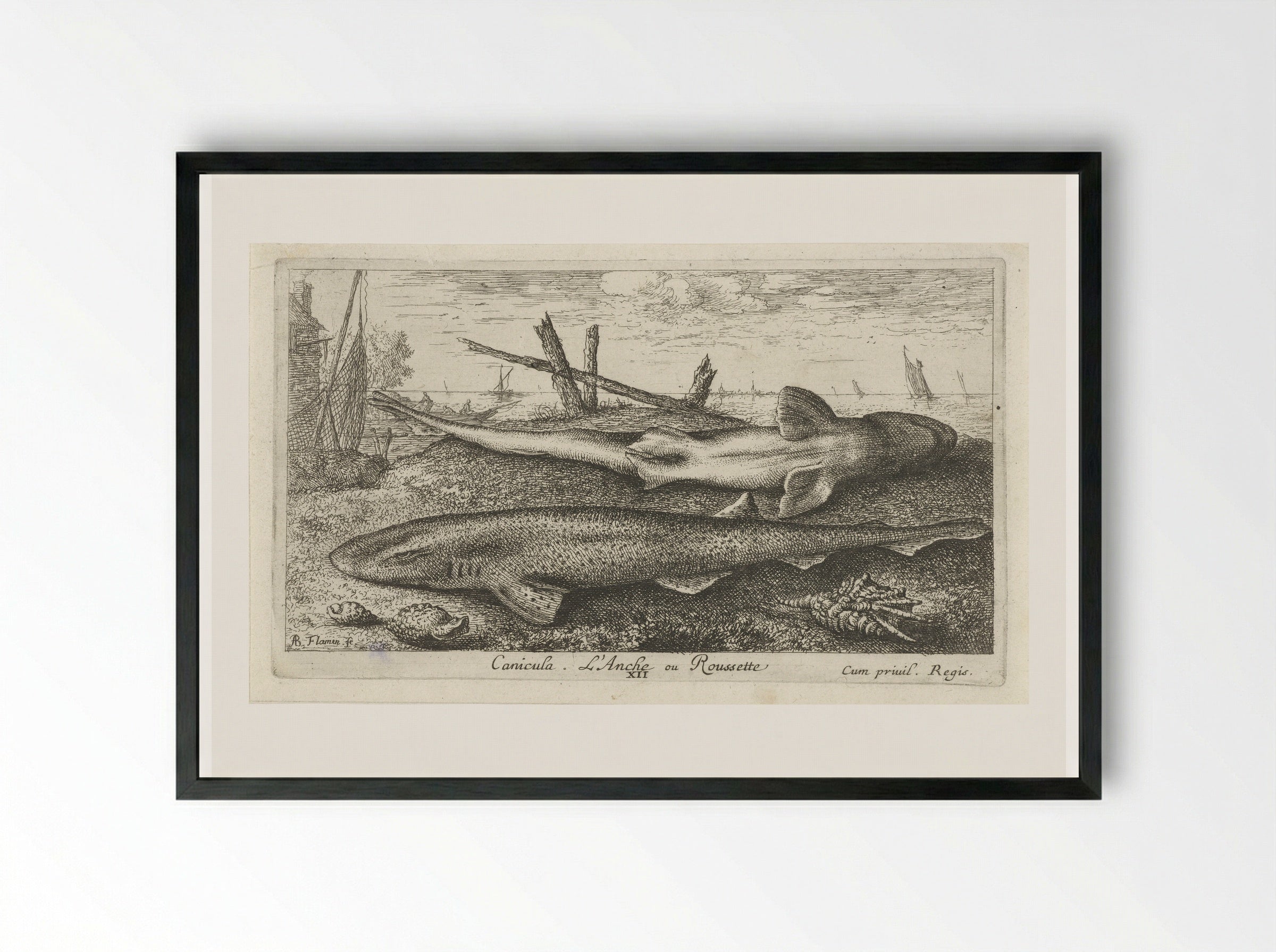 Canicula. L'Anche ou Roussette - Albert Flamen - Framed Print Black