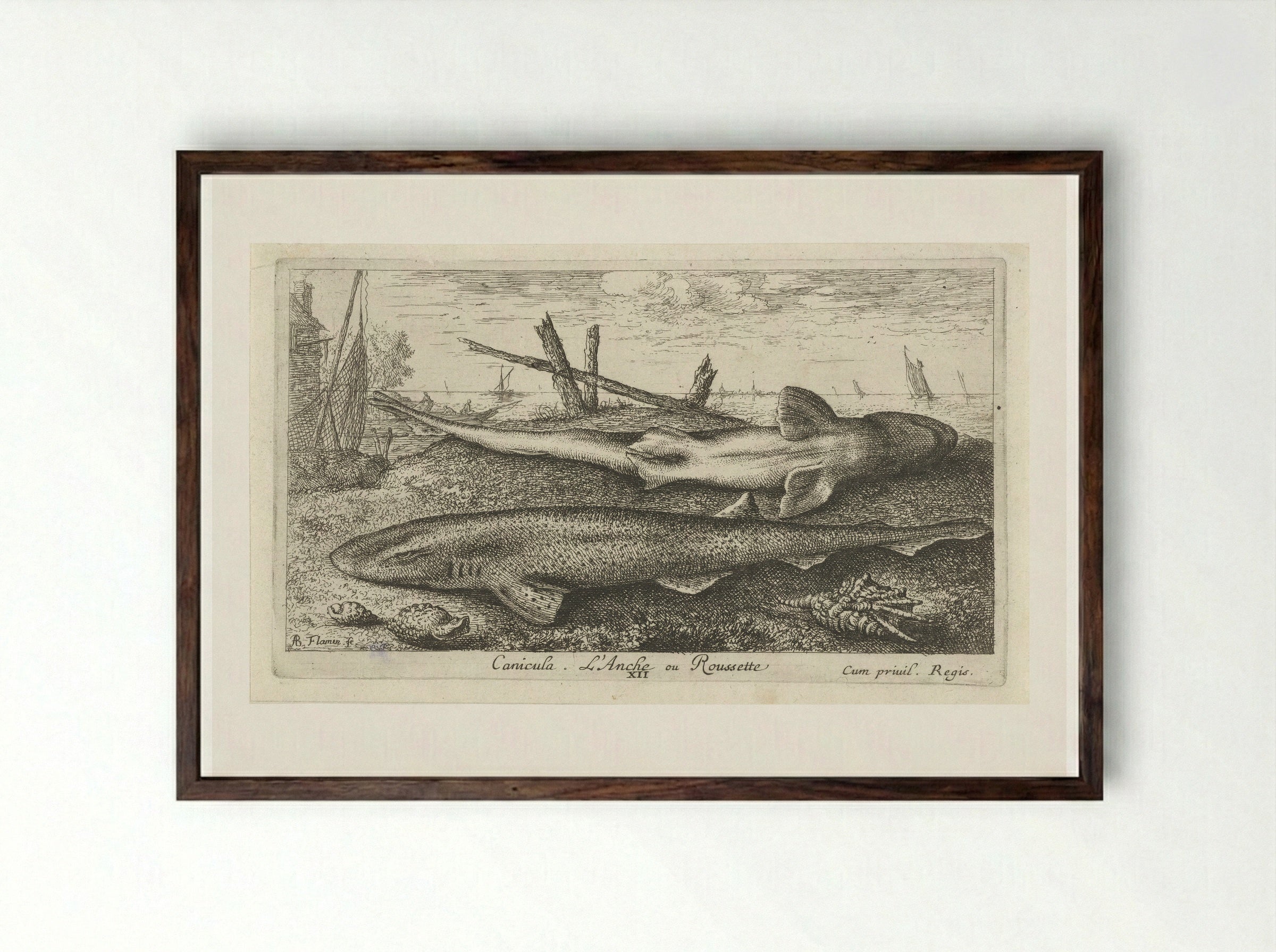Canicula. L'Anche ou Roussette - Albert Flamen - Framed Print Dark Wood