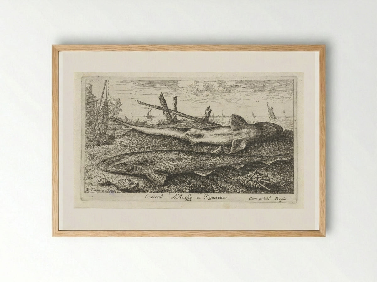 Canicula. L'Anche ou Roussette - Albert Flamen - Framed Print Wood