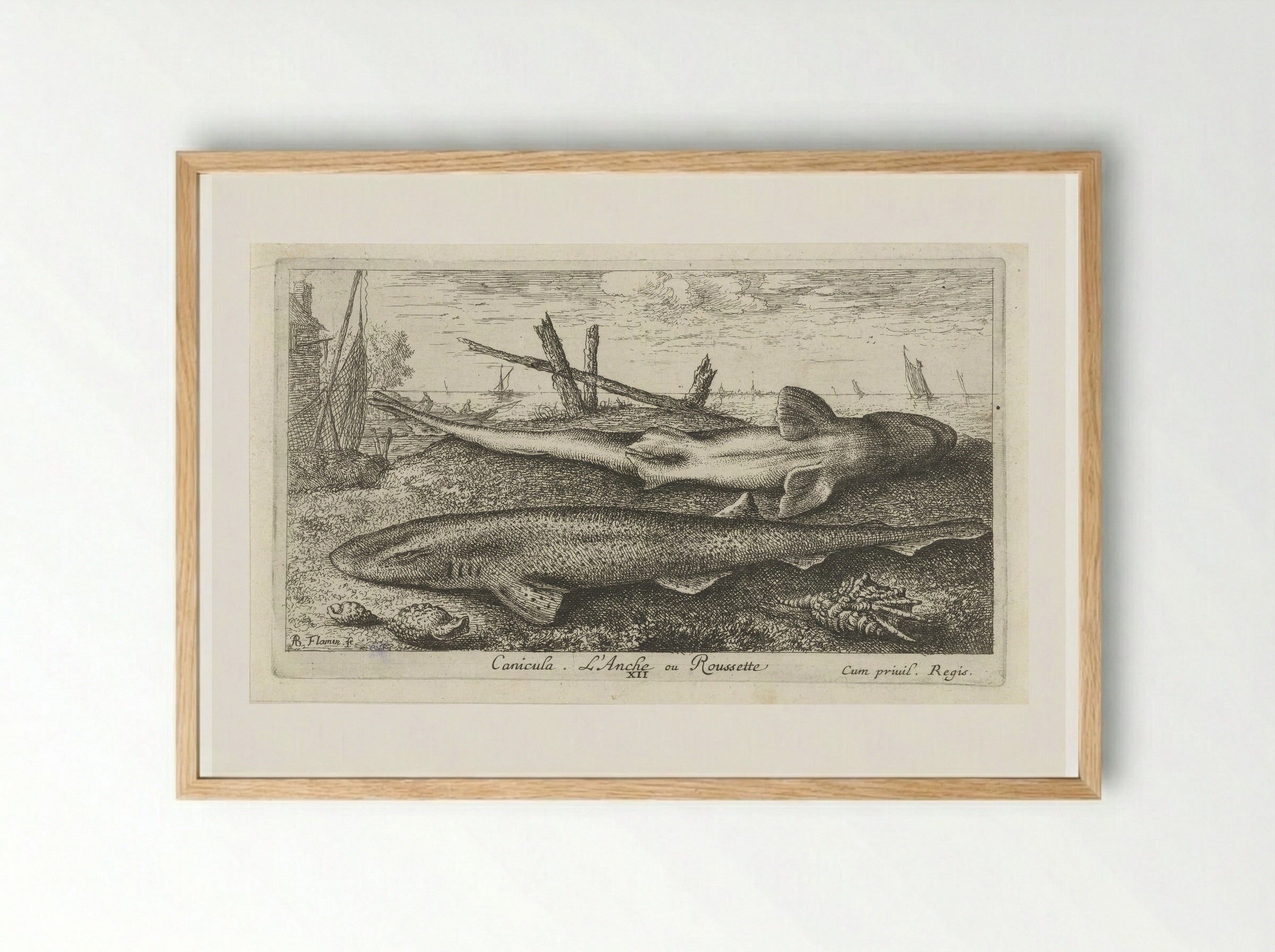 Canicula. L'Anche ou Roussette - Albert Flamen - Framed Print Wood