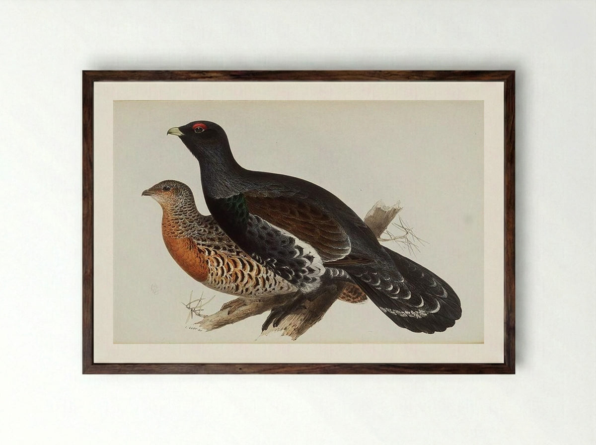 Capercaillie or Cock of the Wood - Edward Lear - Framed Print Dark Wood