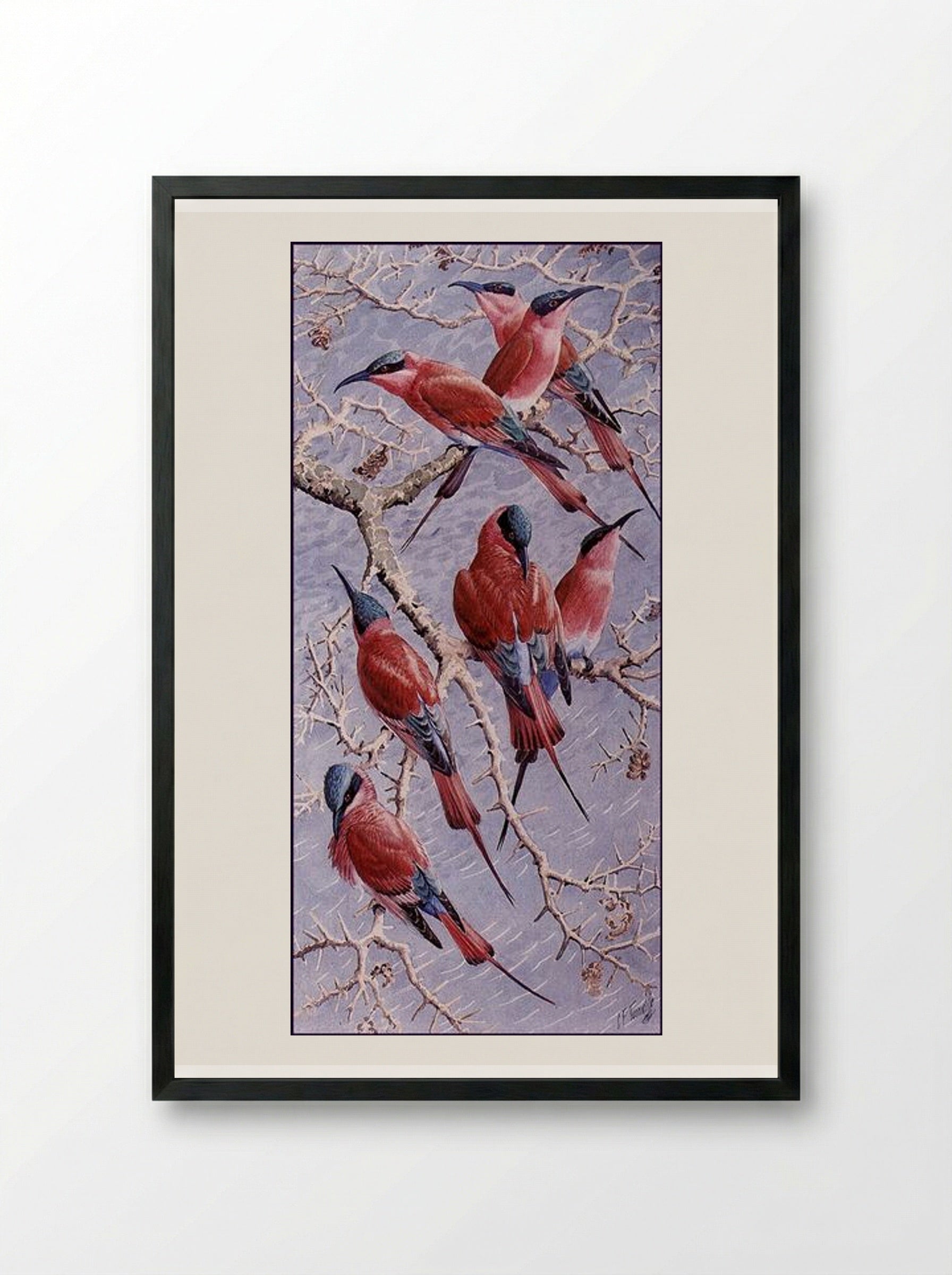Carmine Bee Eaters - Charles Tunnicliffe - Framed Print Black