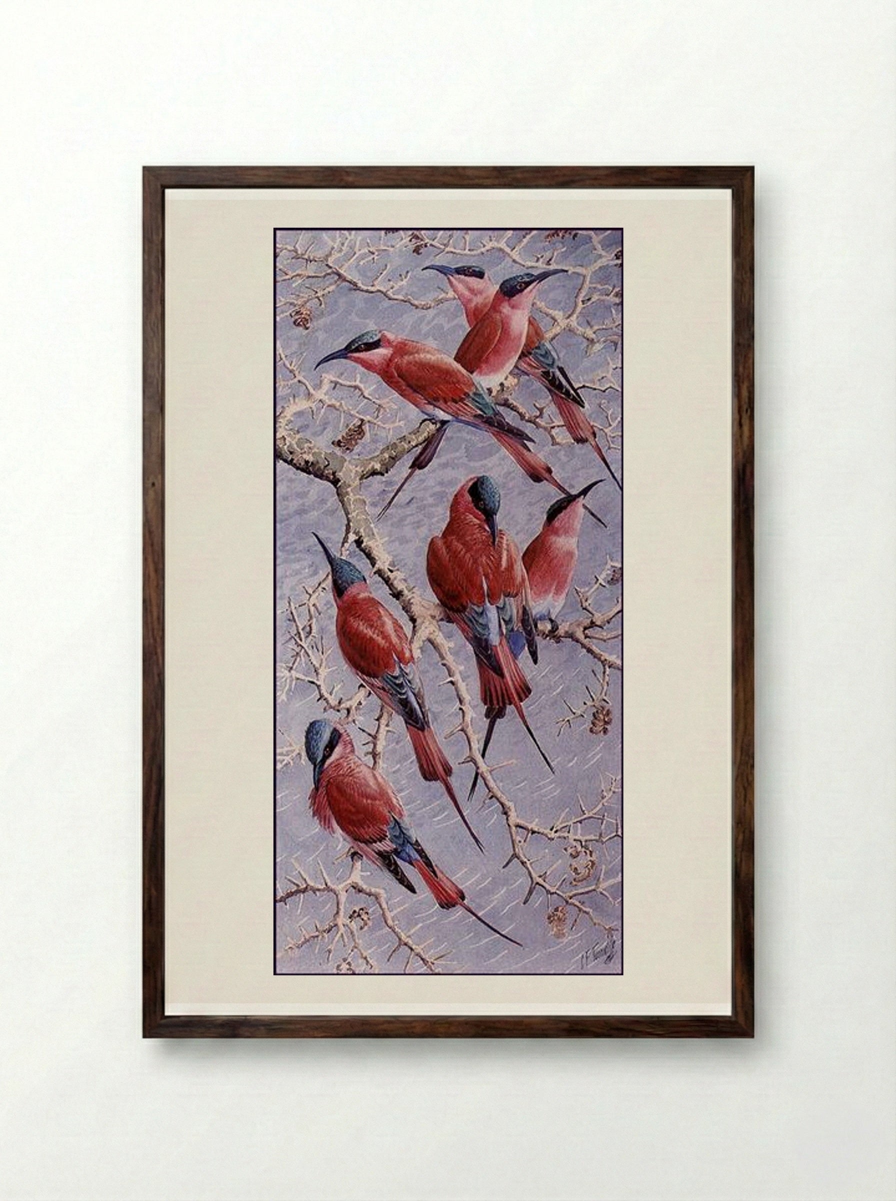 Carmine Bee Eaters - Charles Tunnicliffe - Framed Print Dark Wood