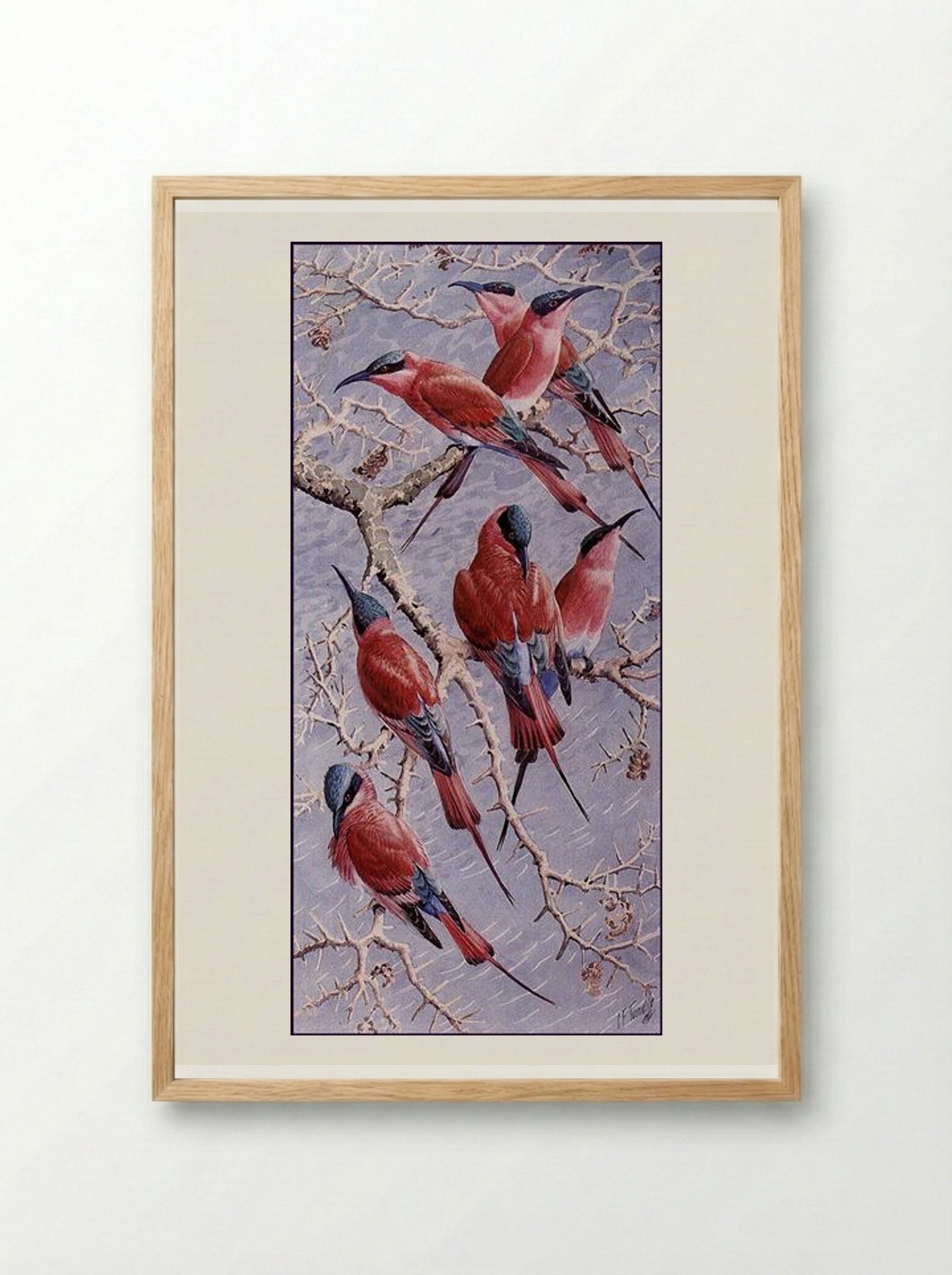 Carmine Bee Eaters - Charles Tunnicliffe - Framed Print Wood