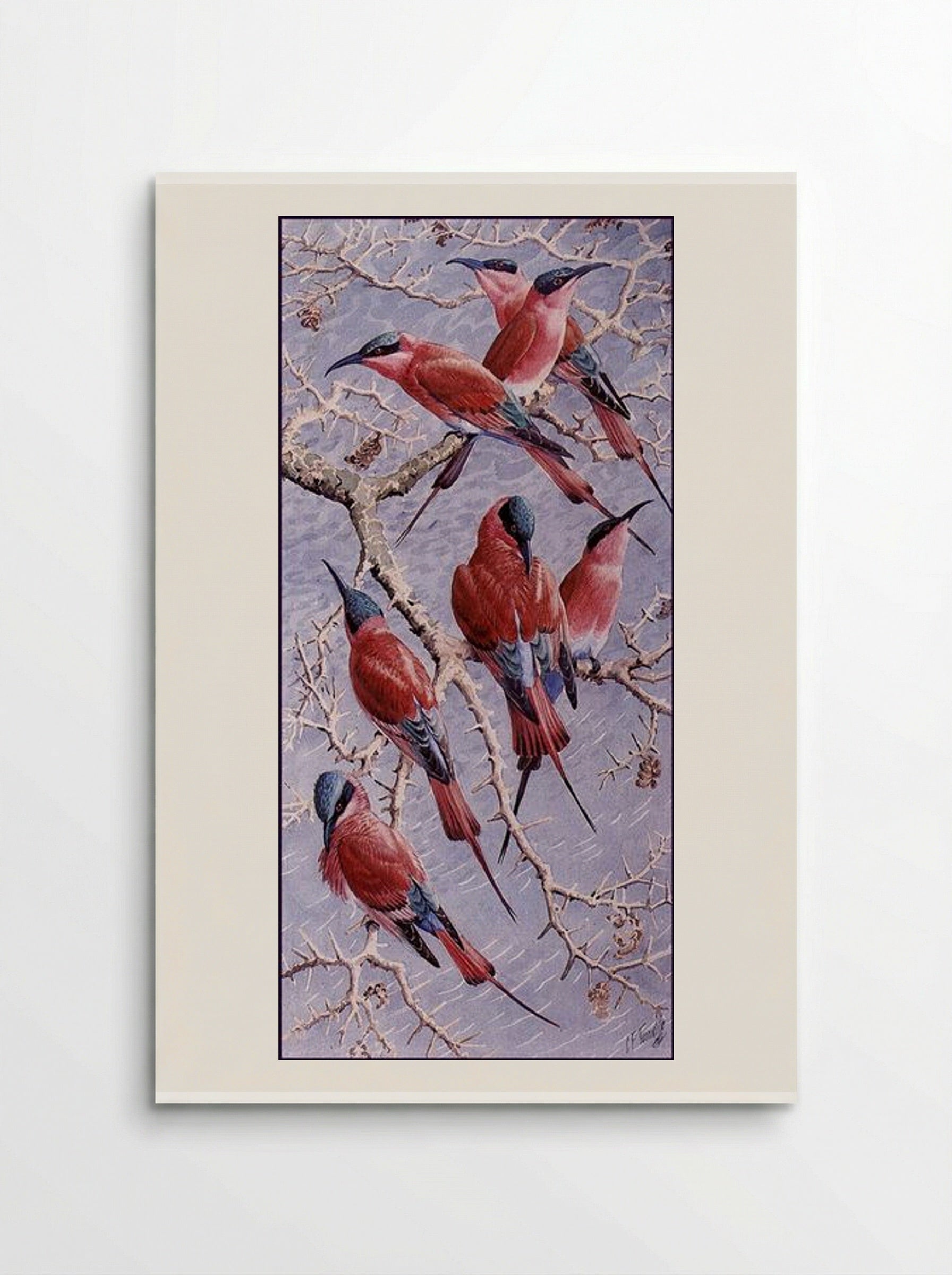 Carmine Bee Eaters - Charles Tunnicliffe - Poster