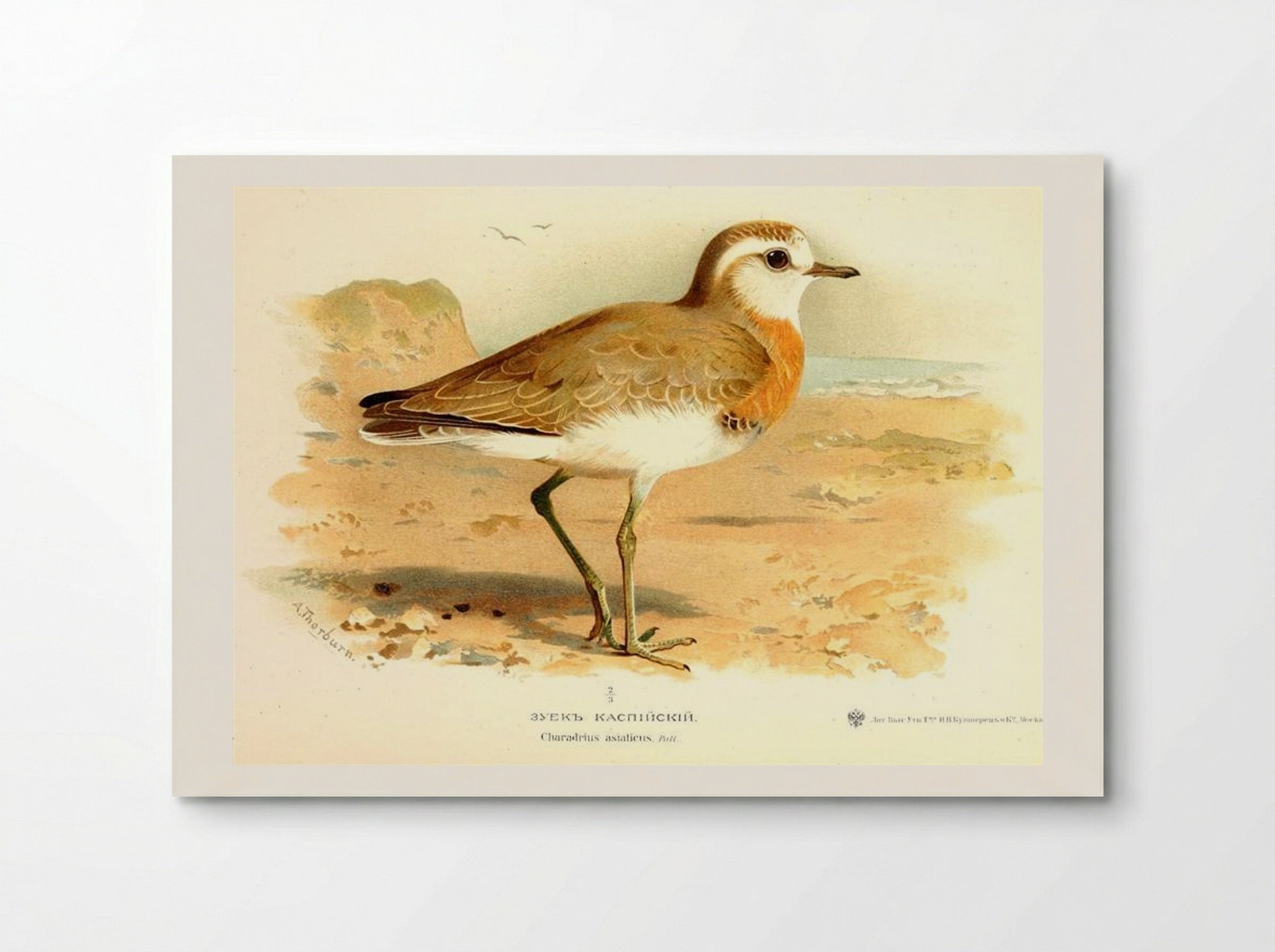 Caspian Plover - Archibald Thorburn - Poster