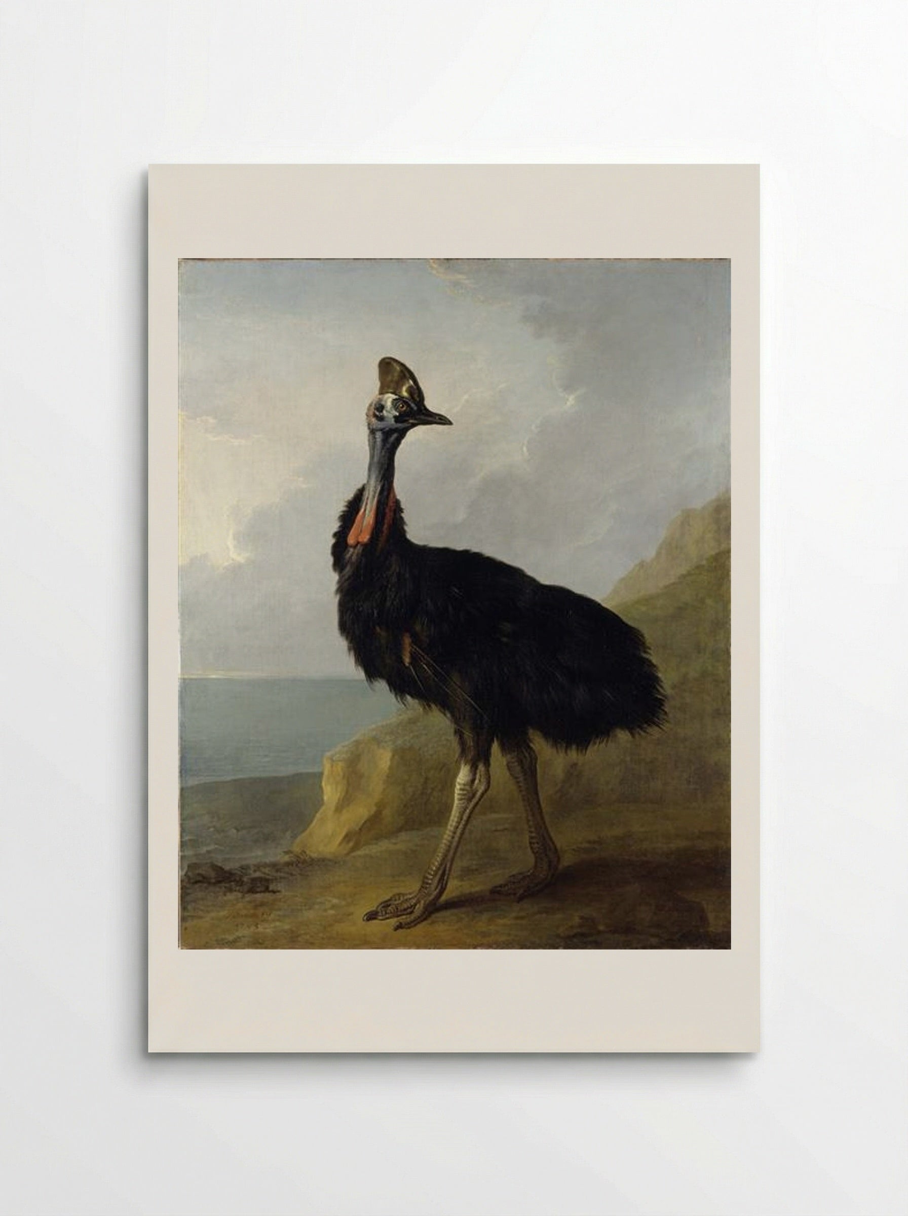 Cassowary - Jean-Baptiste Oudry - Poster
