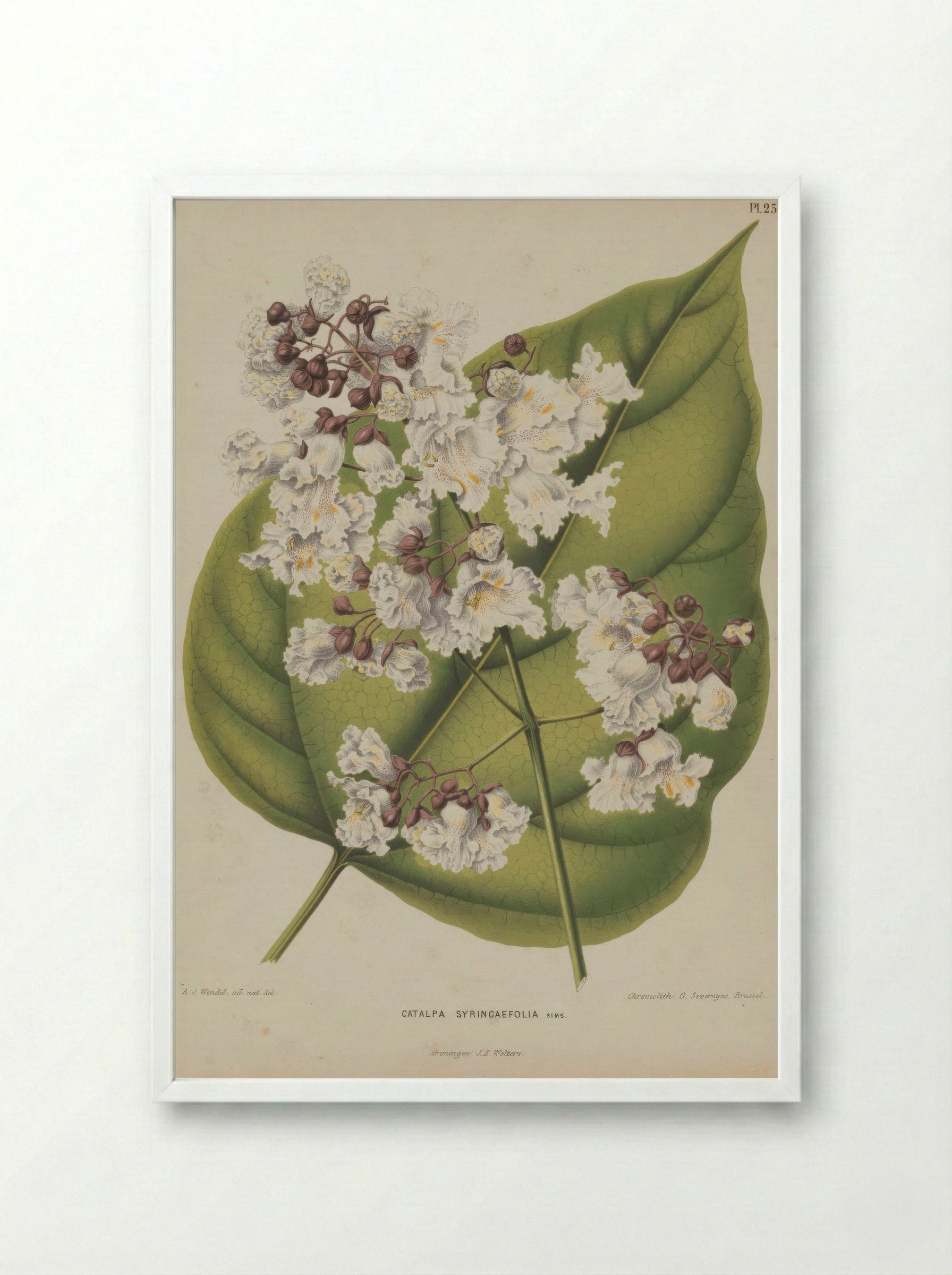 Catalpa Bignonioides Walter - A. J. Wendel - Framed Print White