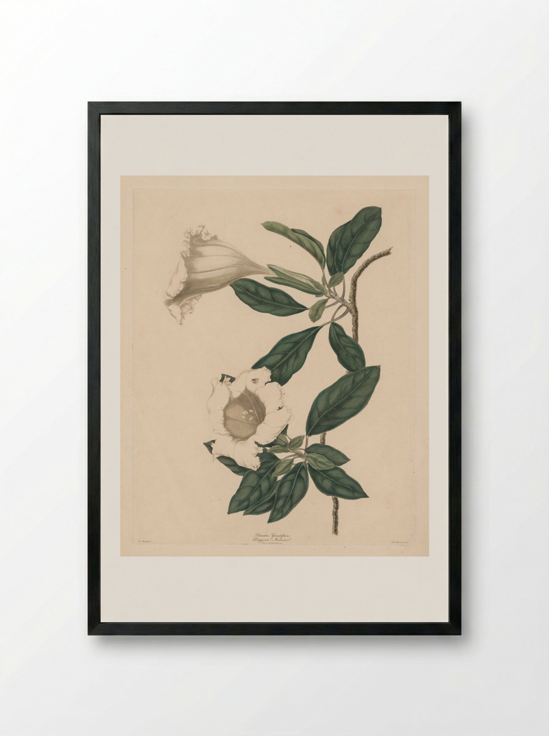 Chalice Vine - Maria Catharina Prestel - Framed Print Black
