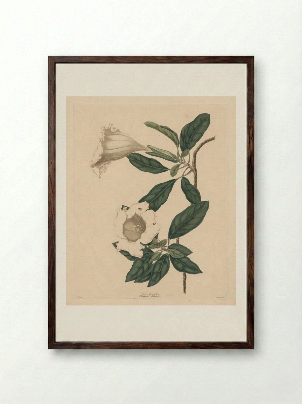 Chalice Vine - Maria Catharina Prestel - Framed Print Dark Wood