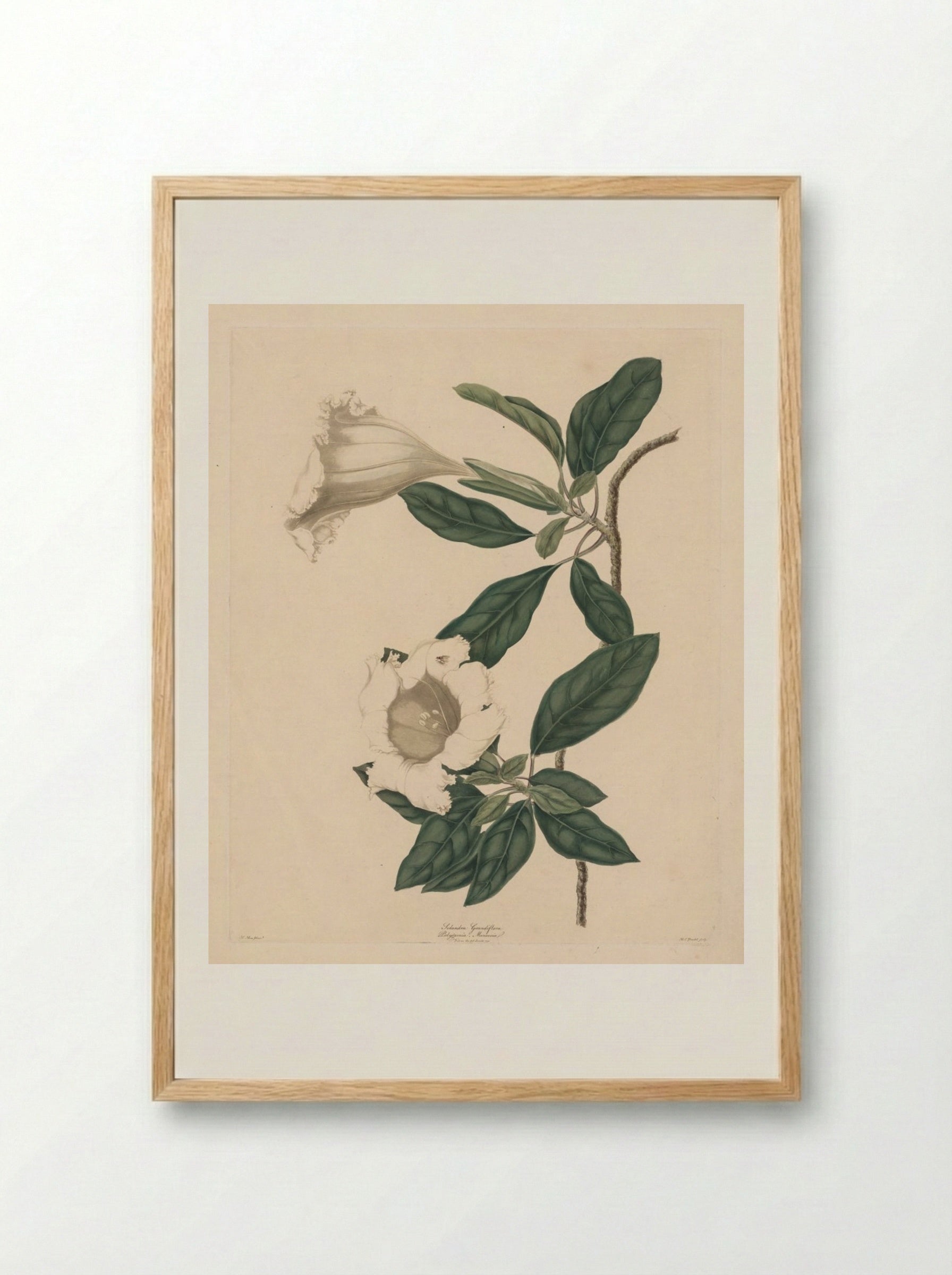 Chalice Vine - Maria Catharina Prestel - Framed Print Wood