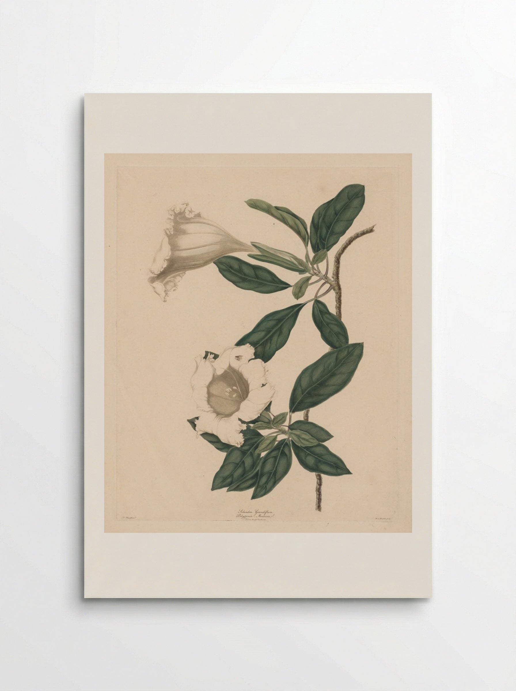 Chalice Vine - Maria Catharina Prestel - Poster
