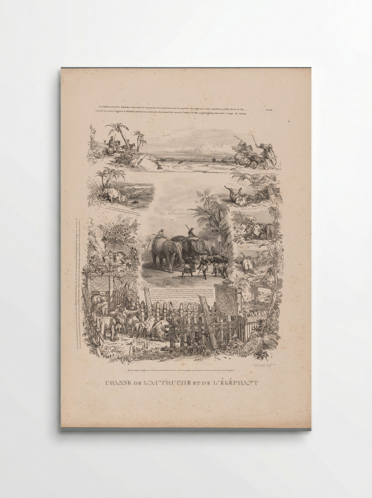 Chasse de l'autruche et de l'éléphant - Charles Aubry - Poster