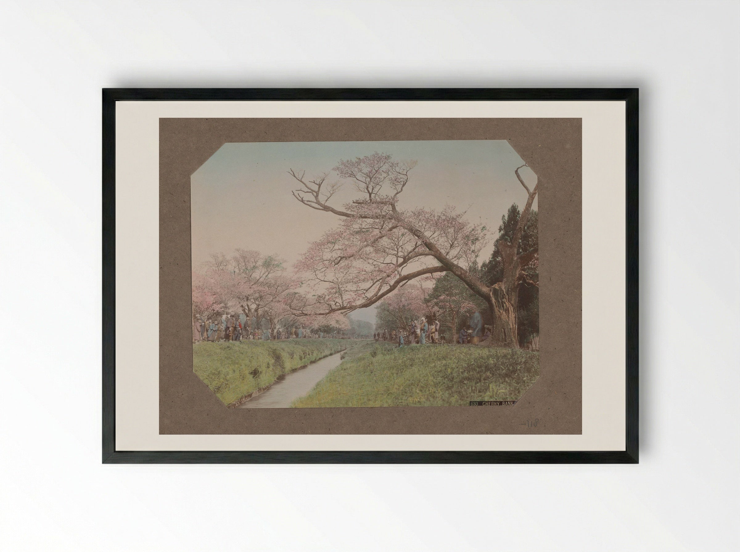 Cherry Bank, Koganei - Kusakabe Kimbei - Framed Print Black
