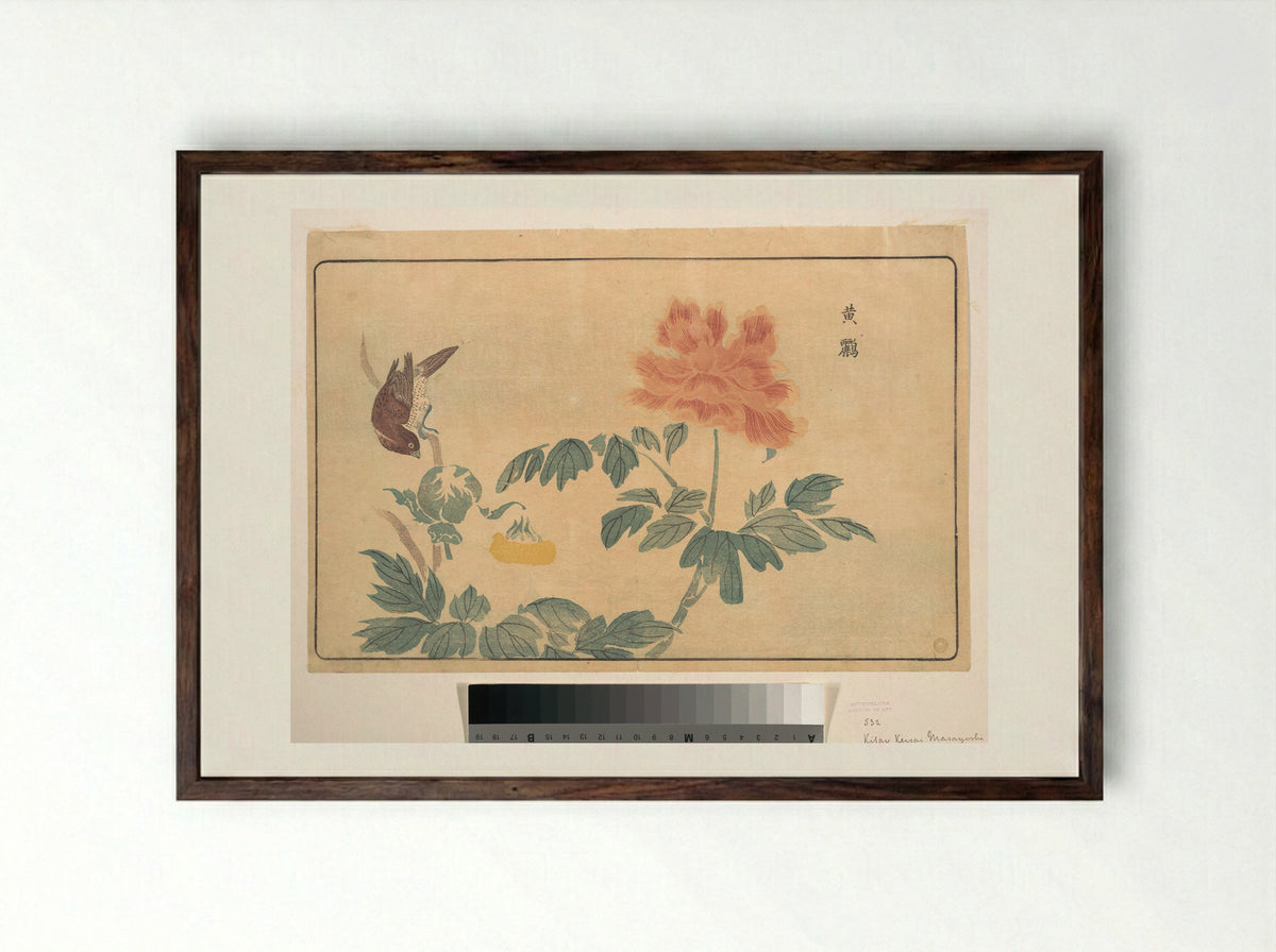 Chinese Oriole and Peonies - Kuwagata Keisai - Framed Print Dark Wood