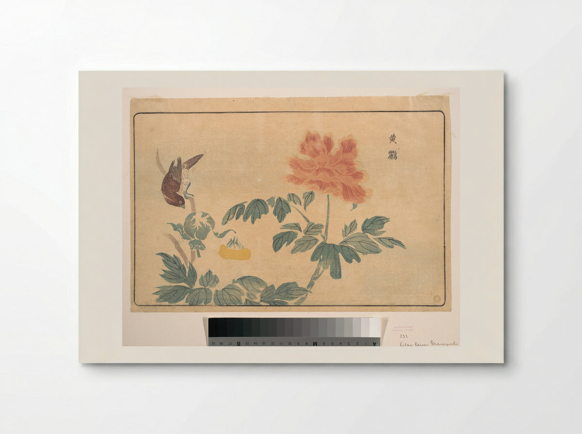 Chinese Oriole and Peonies - Kuwagata Keisai - Poster