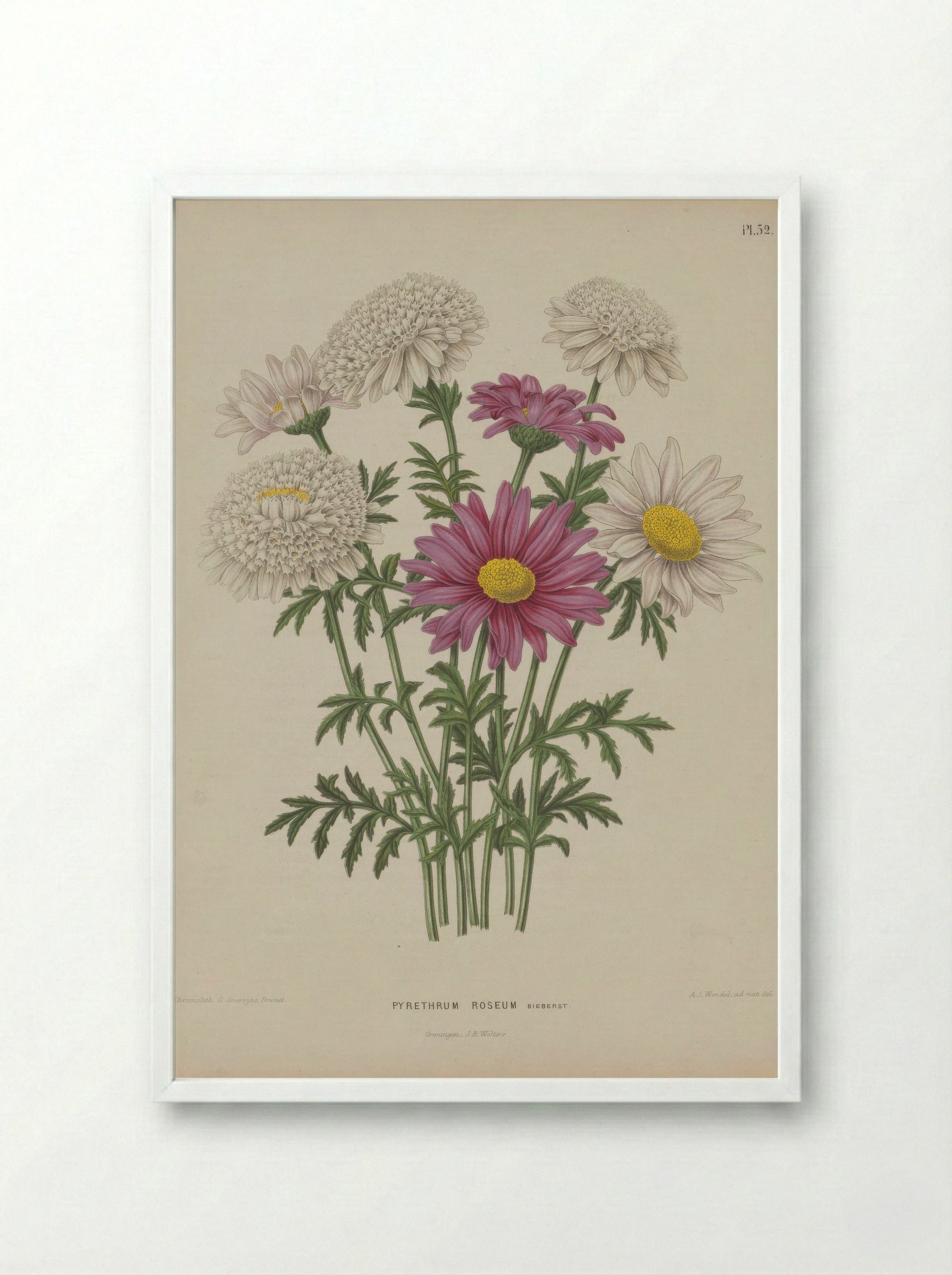 Chrysanthemum Coccineum Willd. - A. J. Wendel - Framed Print White