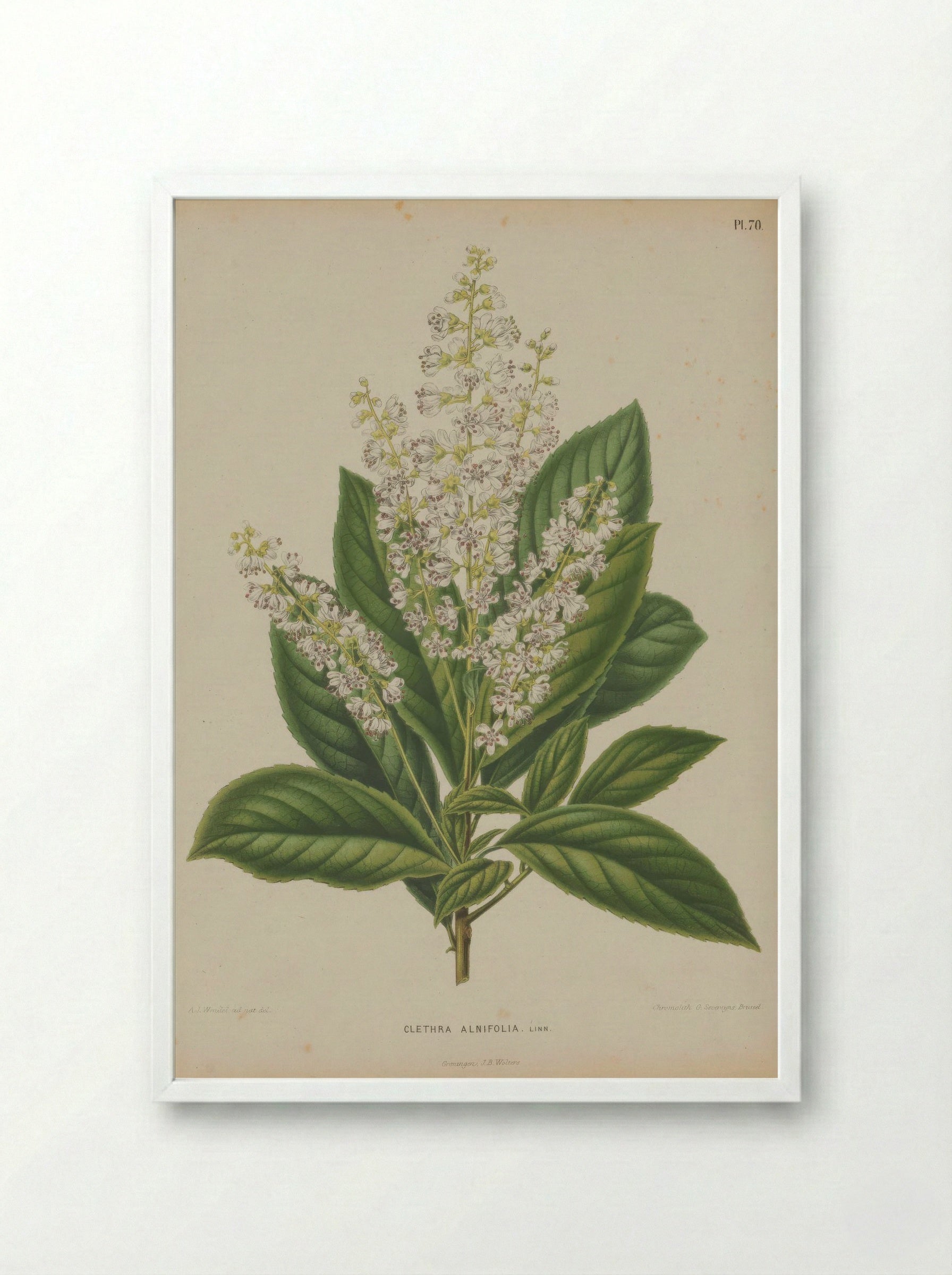 Clethra Alnifolia L. - A. J. Wendel - Framed Print White