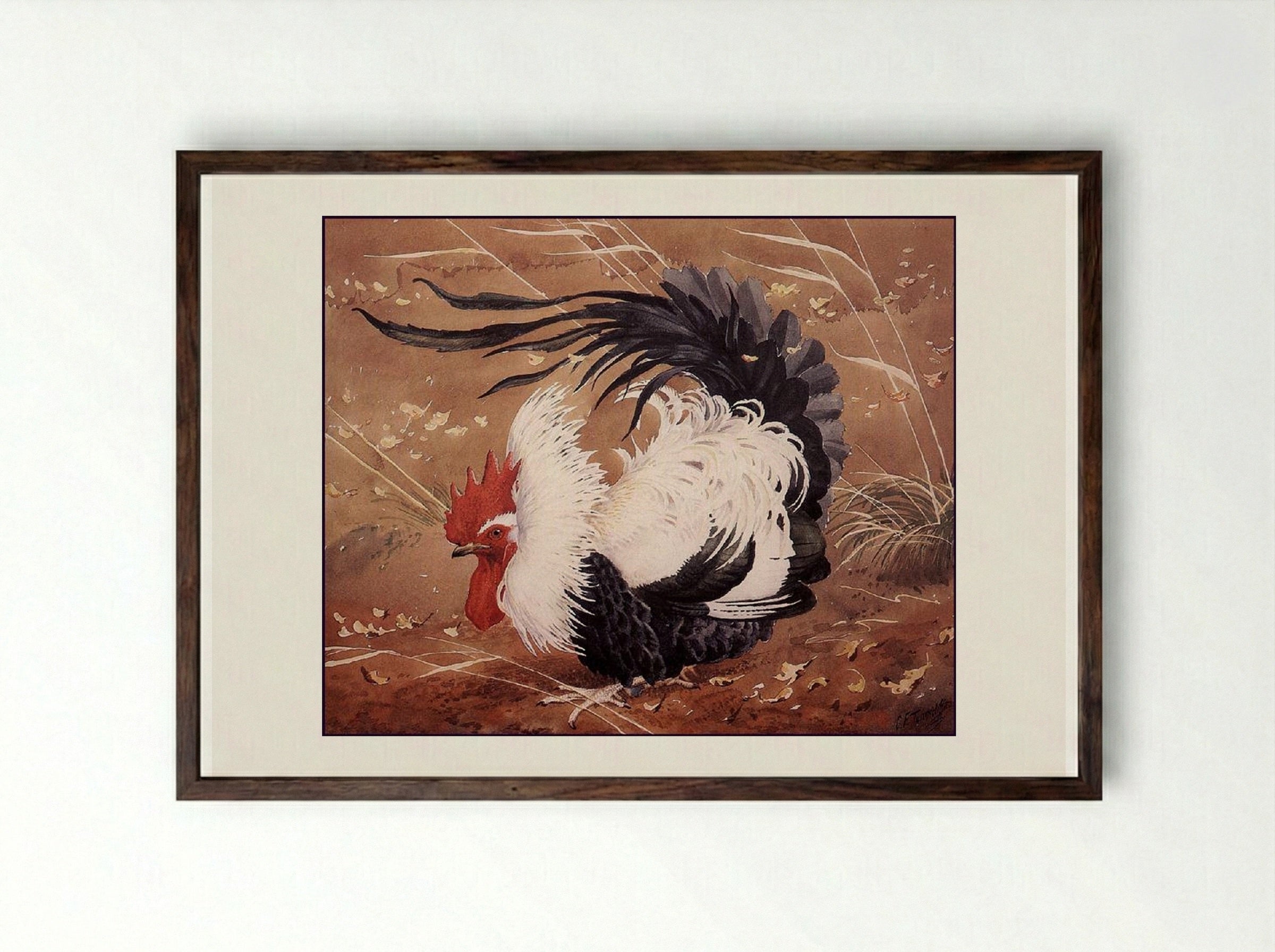 Cockerel In The Wind - Charles Tunnicliffe - Framed Print Dark Wood