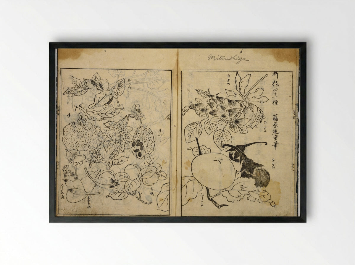Collection of Pictures (Botanical Studies) - Tosa School - Framed Print Black