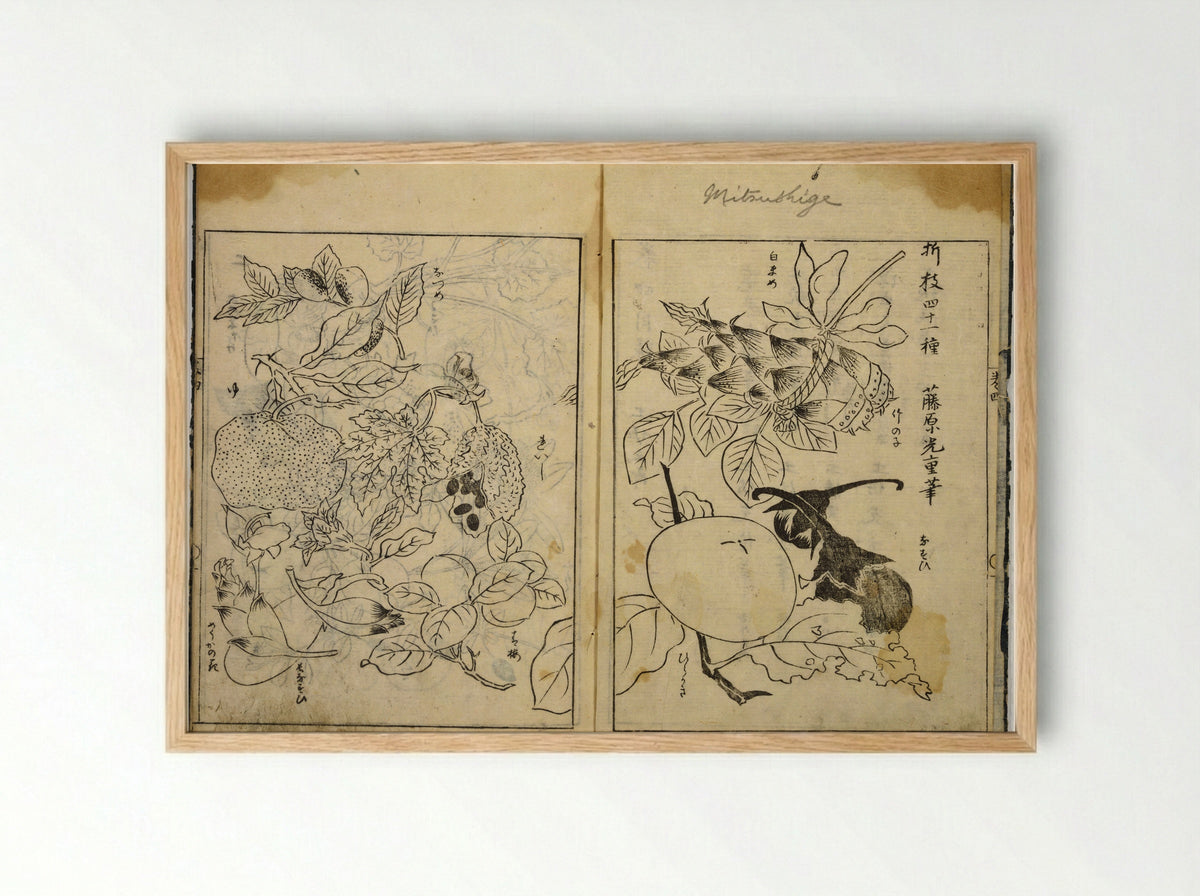 Collection of Pictures (Botanical Studies) - Tosa School - Framed Print Wood