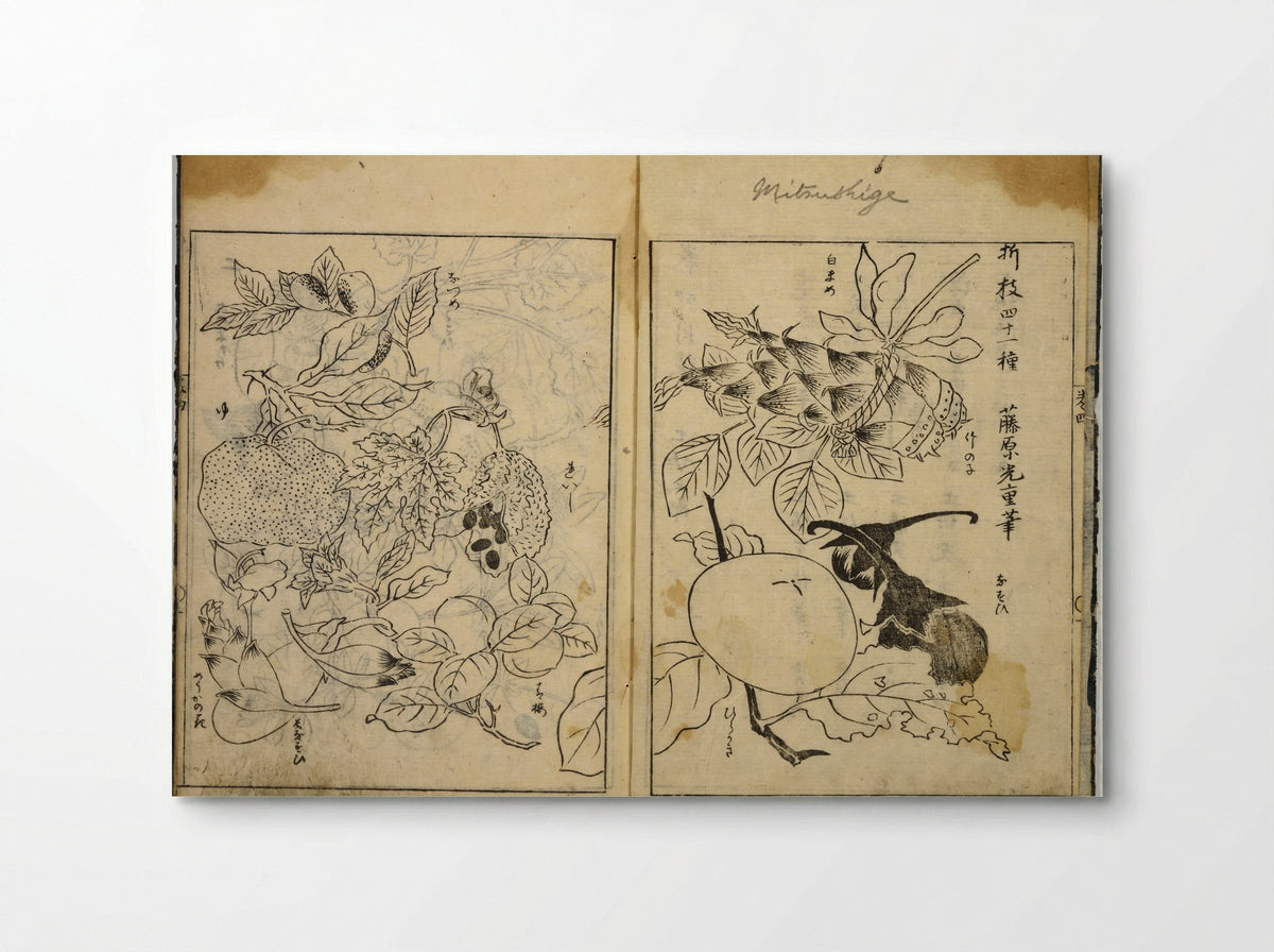 Collection of Pictures (Botanical Studies) - Tosa School - Poster