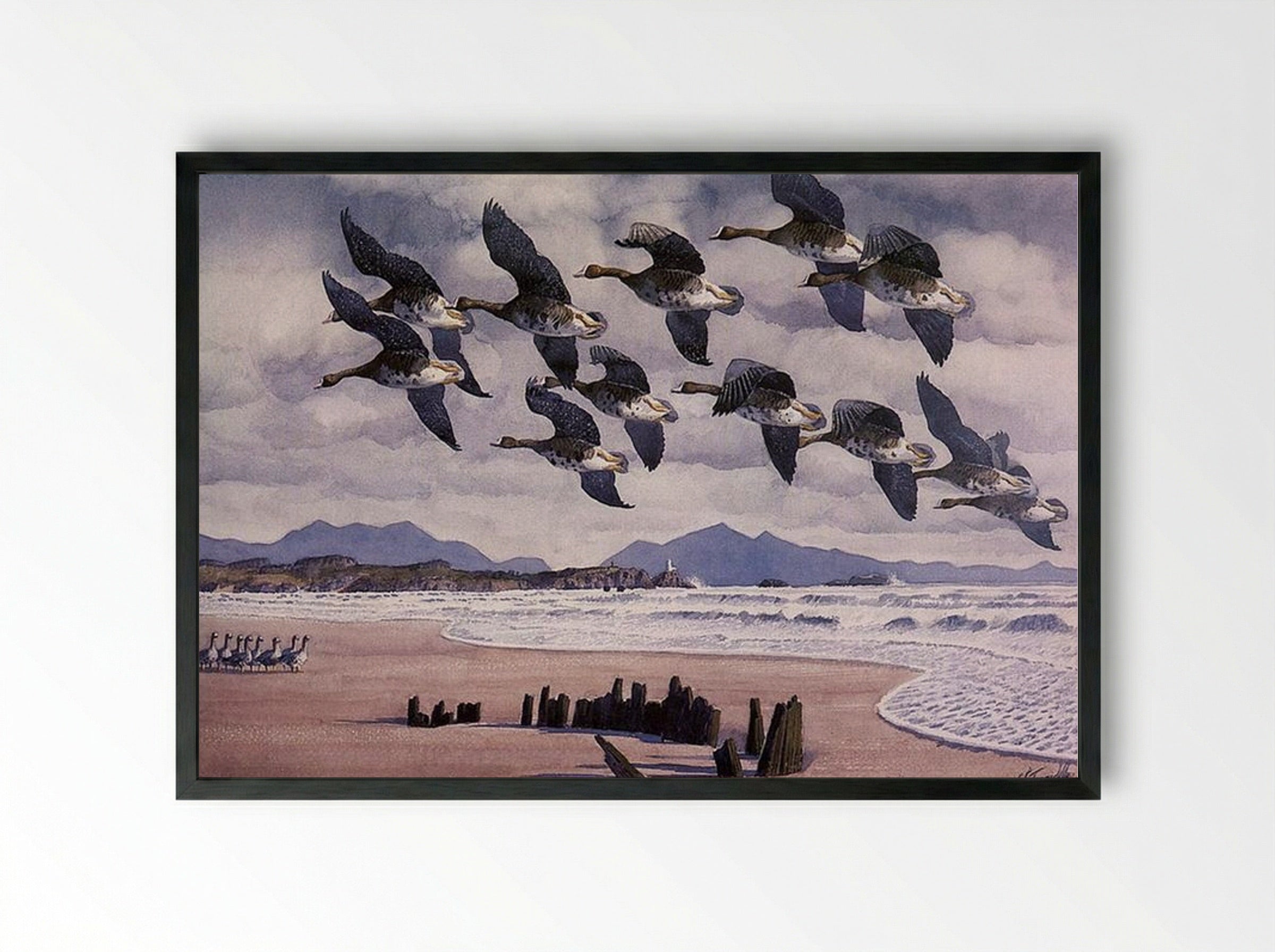 Coming In To Land - Charles Tunnicliffe - Framed Print Black