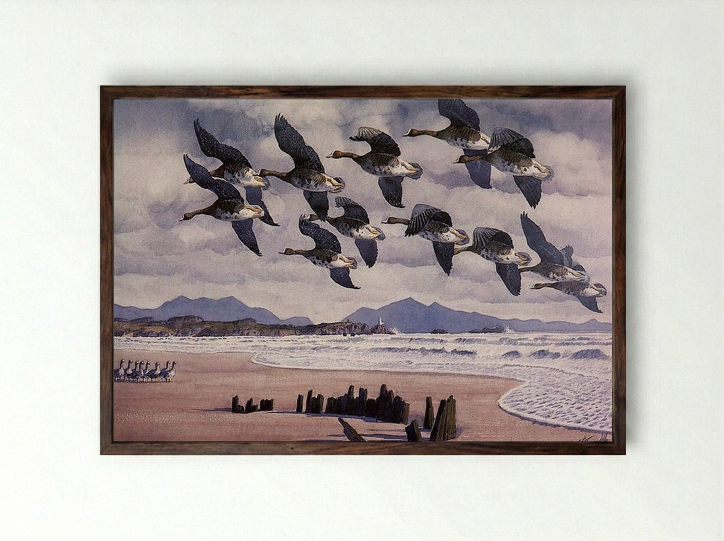 Coming In To Land - Charles Tunnicliffe - Framed Print Dark Wood