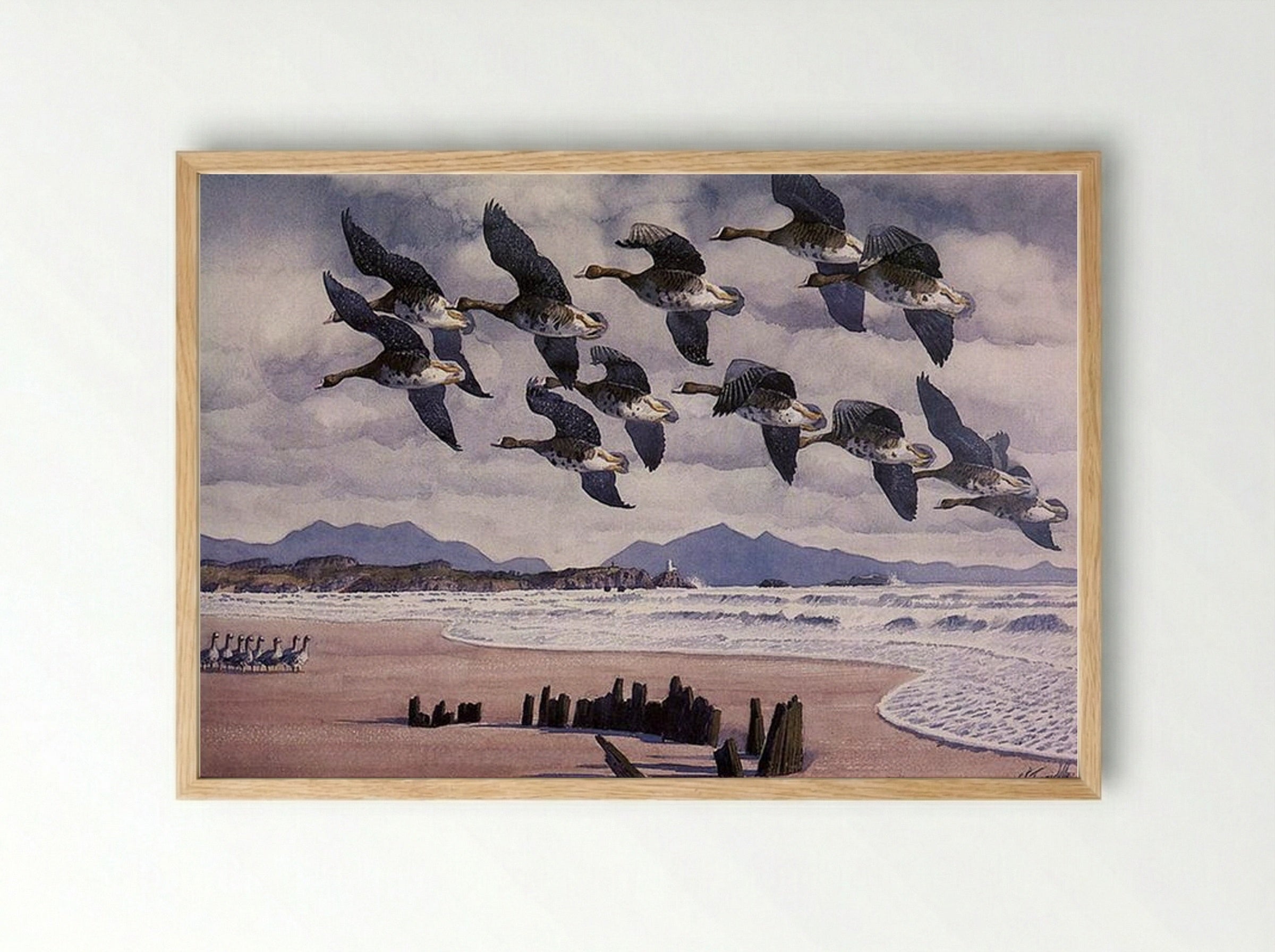 Coming In To Land - Charles Tunnicliffe - Framed Print Wood