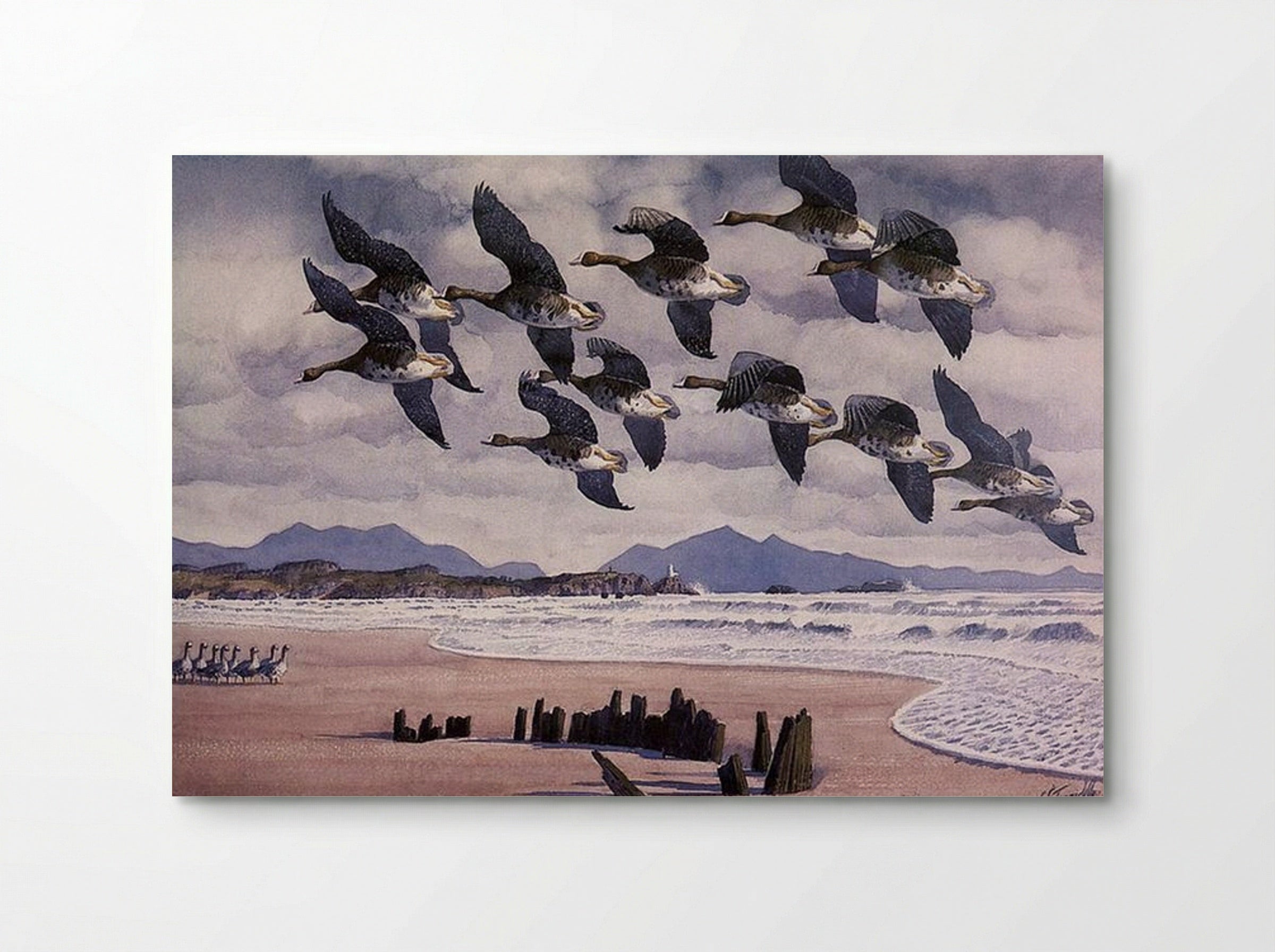Coming In To Land - Charles Tunnicliffe - Poster