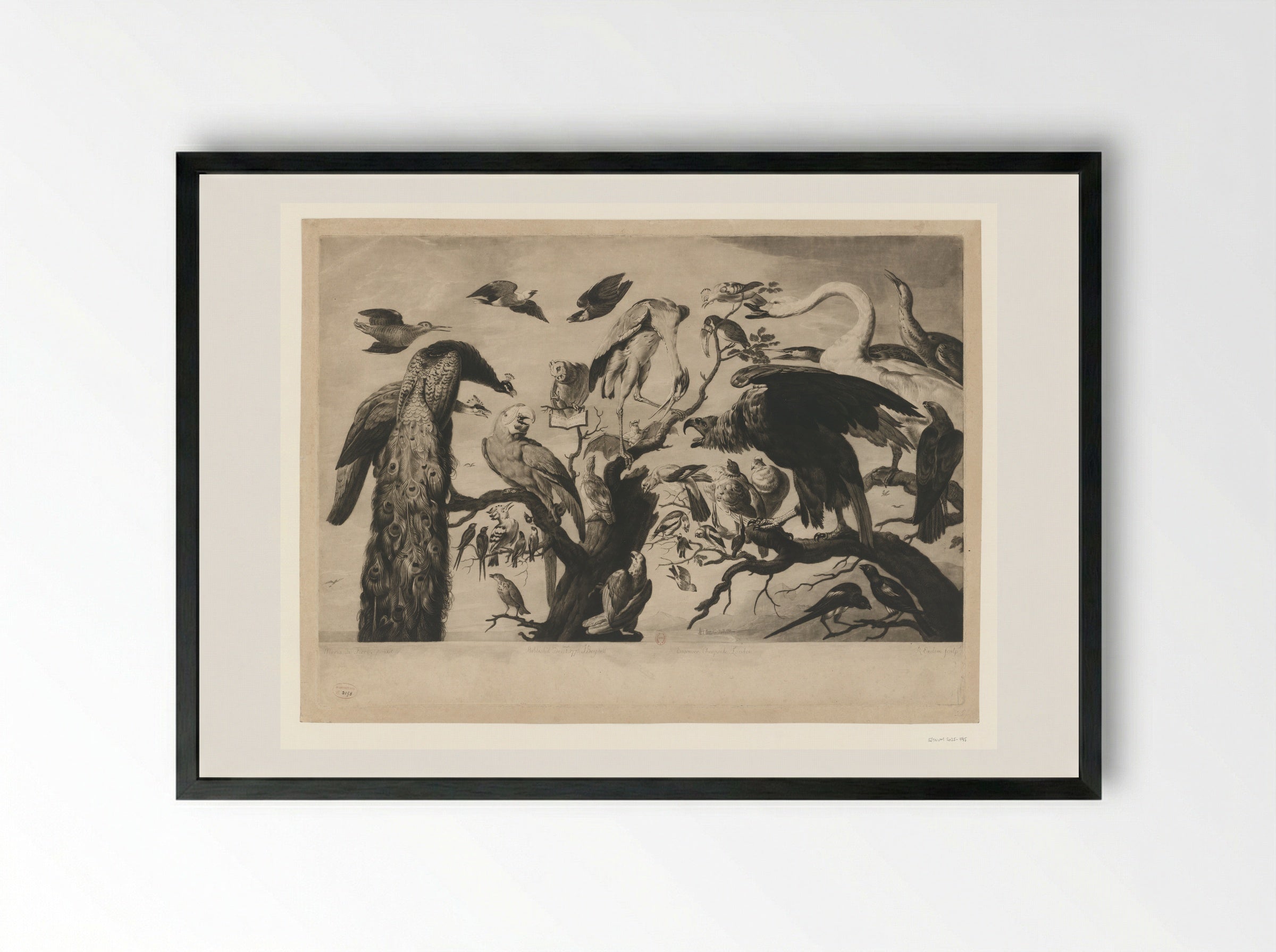 Concert of Birds - Richard Earlom - Framed Print Black