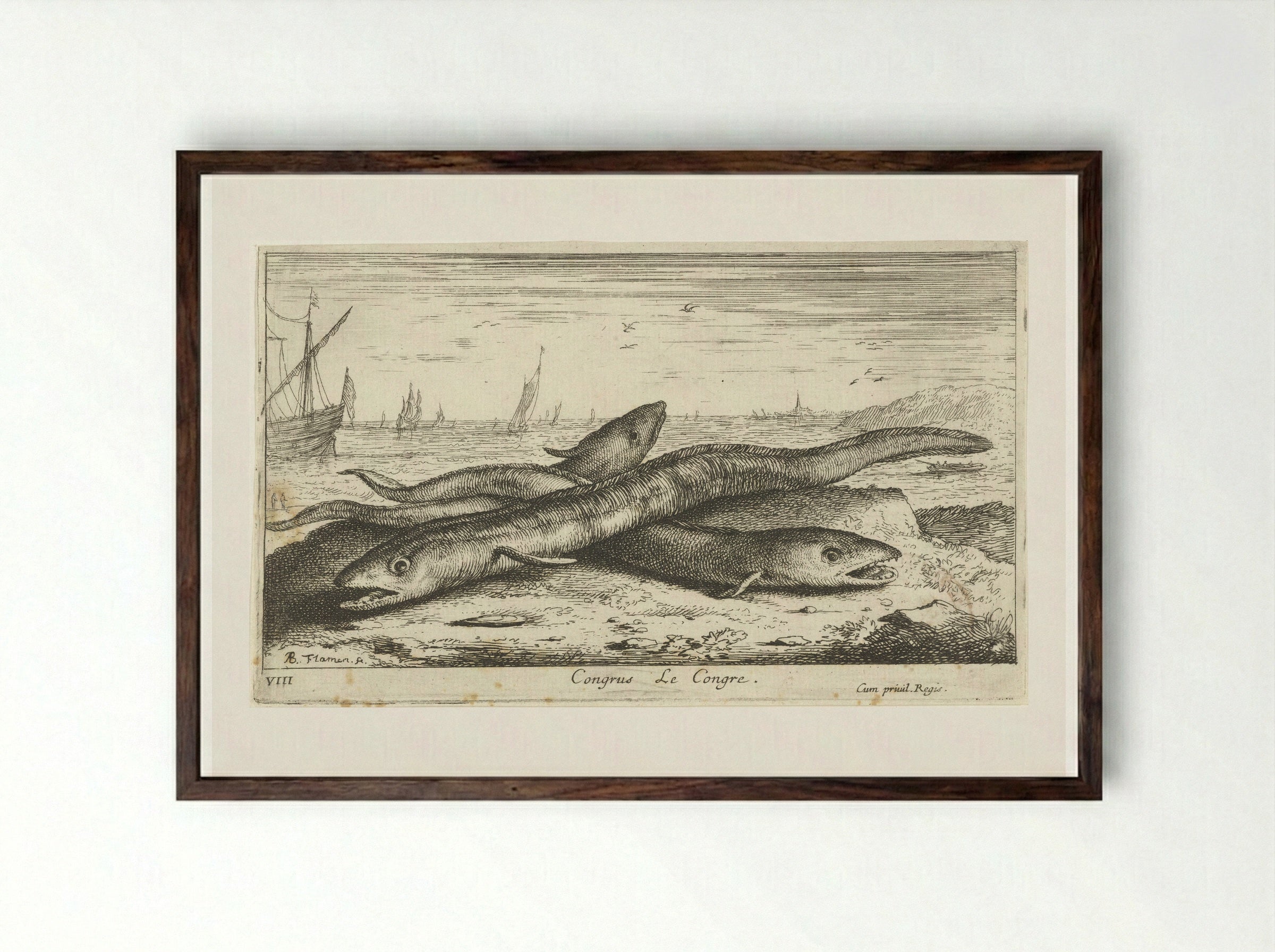 Congrus (Le Congre) - Albert Flamen - Framed Print Dark Wood