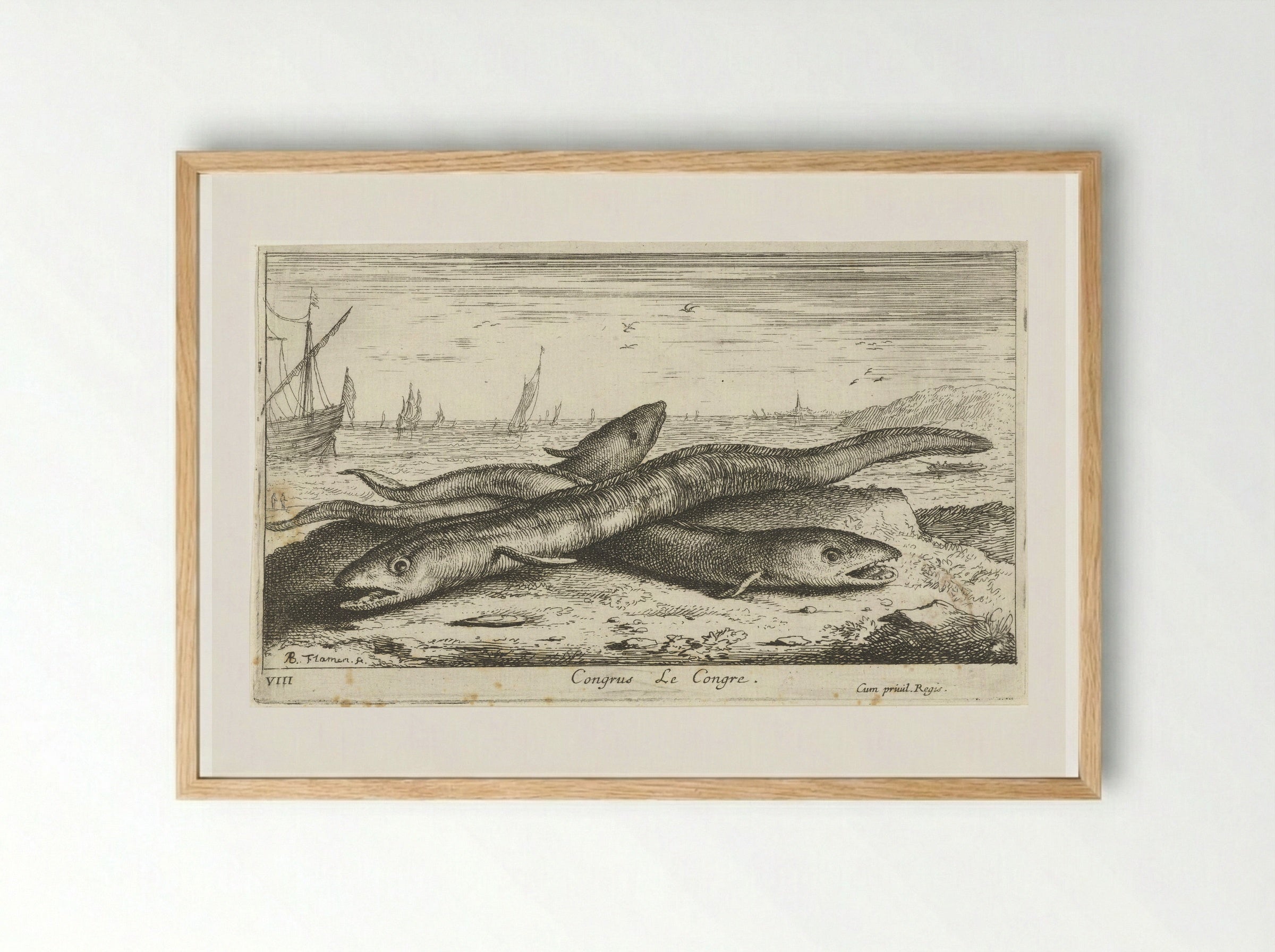 Congrus (Le Congre) - Albert Flamen - Framed Print Wood