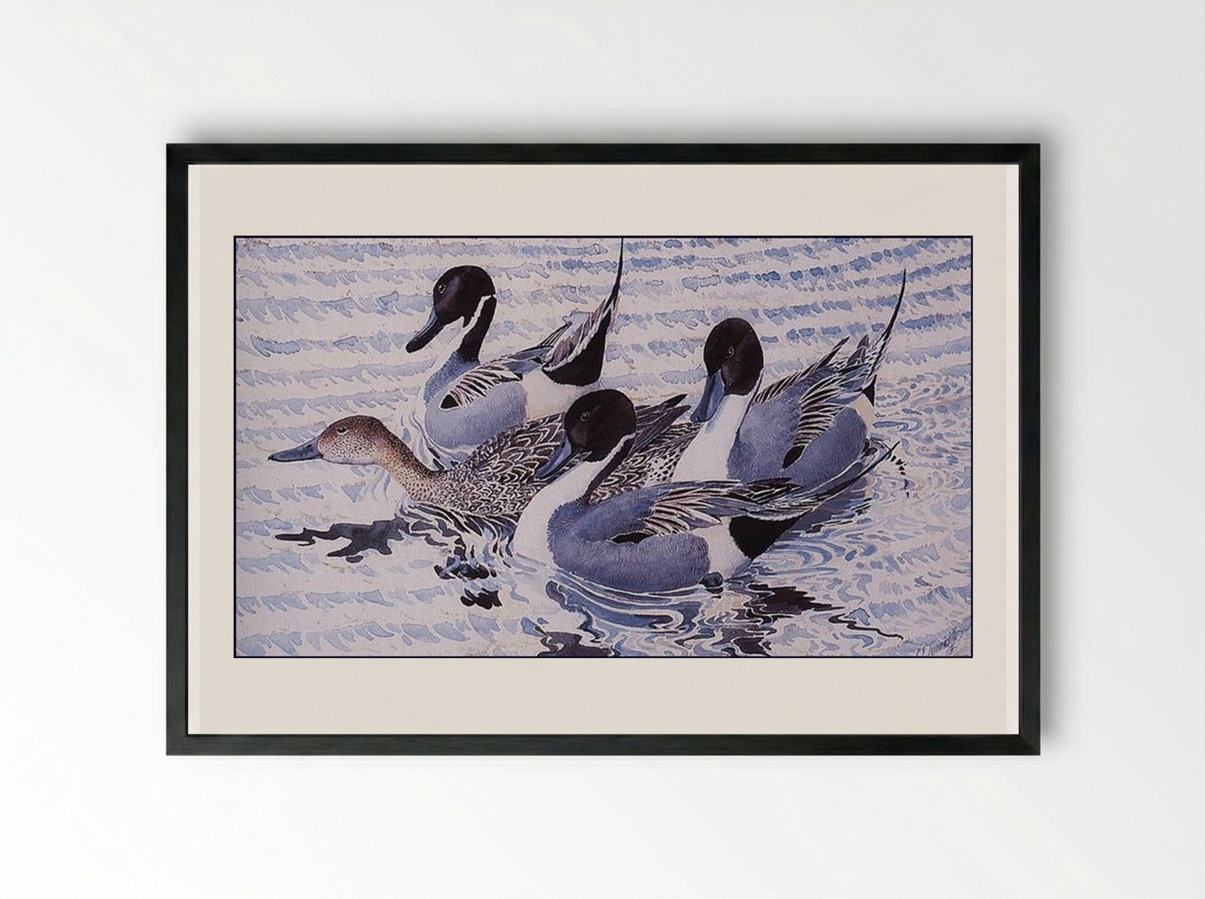 Courting Pintails - Charles Tunnicliffe - Framed Print Black
