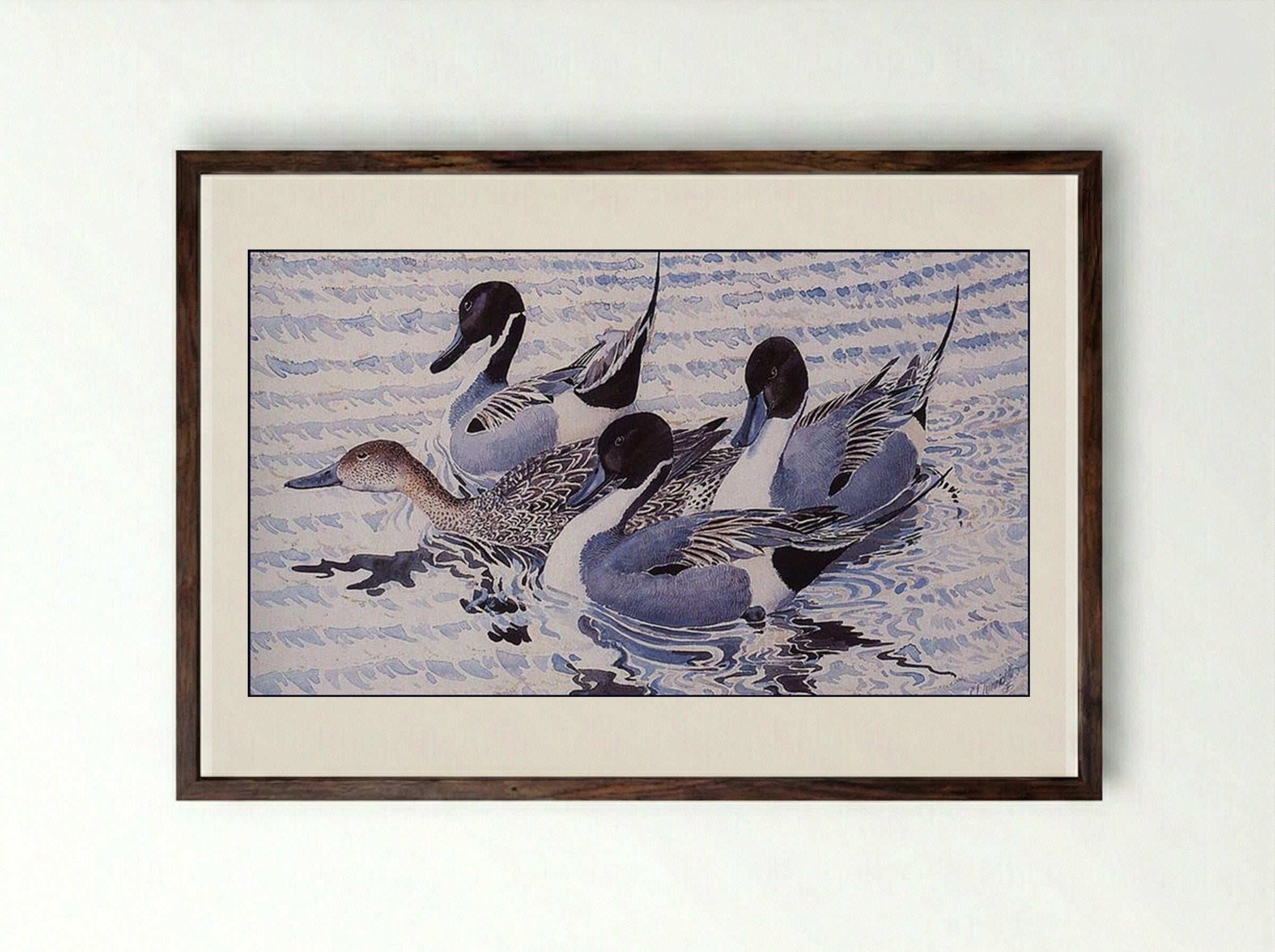 Courting Pintails - Charles Tunnicliffe - Framed Print Dark Wood
