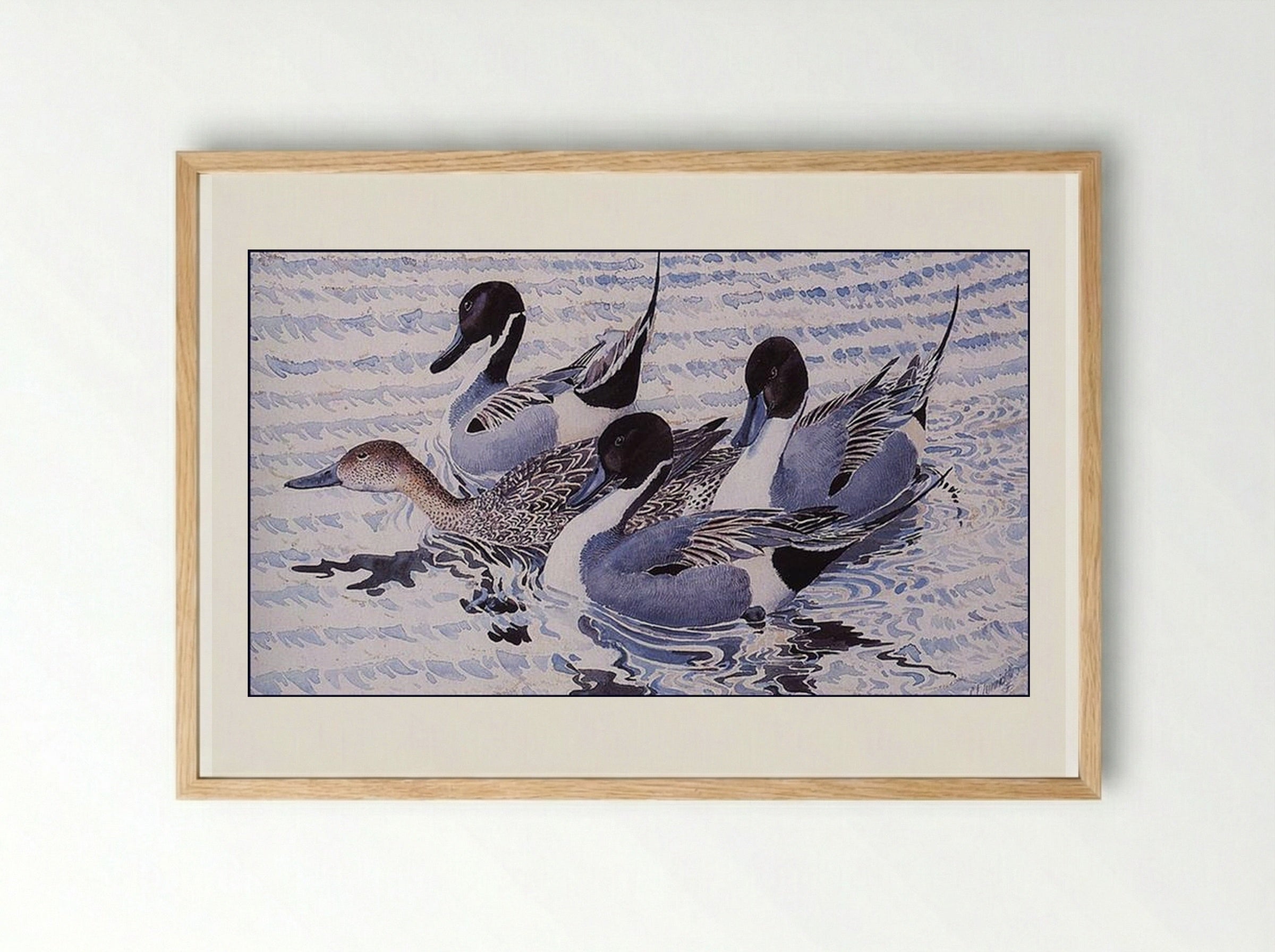 Courting Pintails - Charles Tunnicliffe - Framed Print Wood