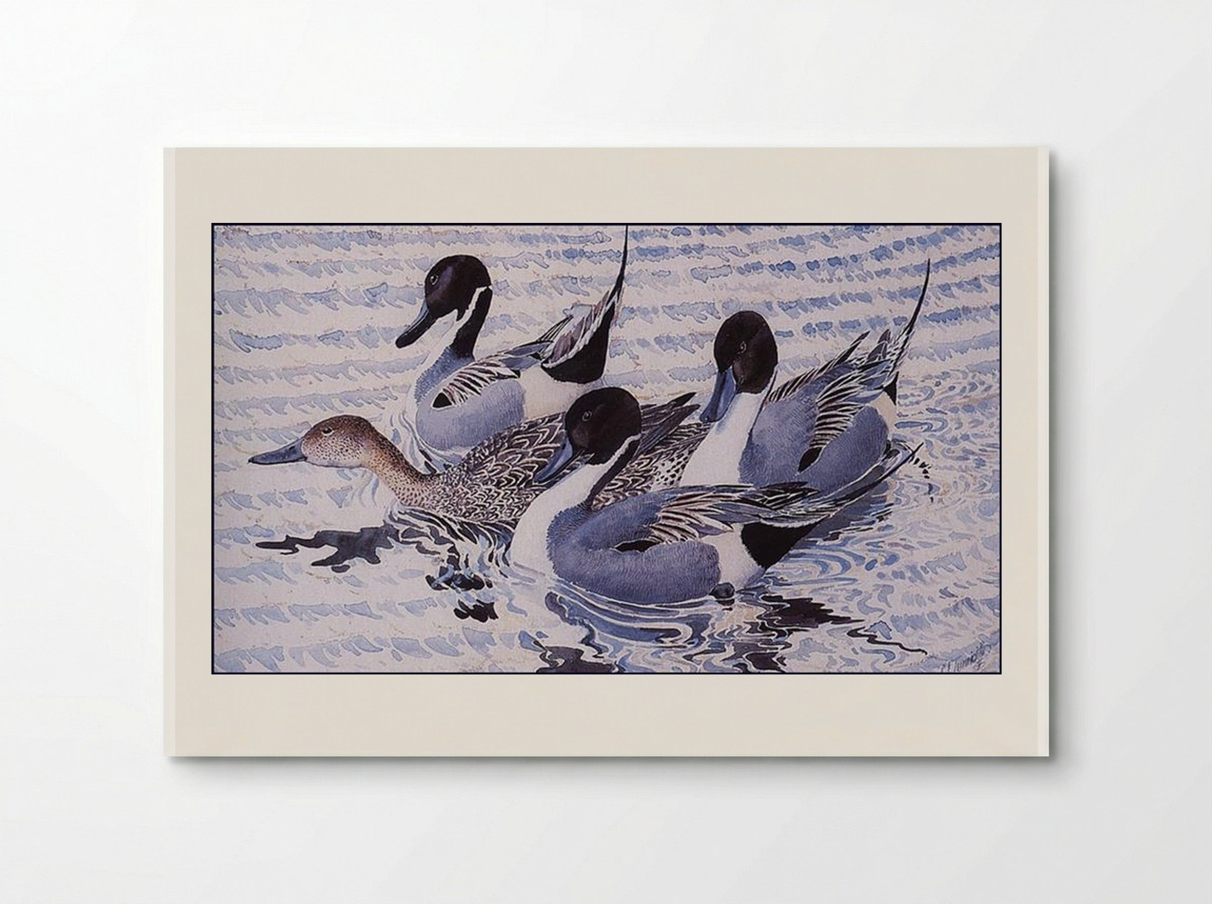 Courting Pintails - Charles Tunnicliffe - Poster