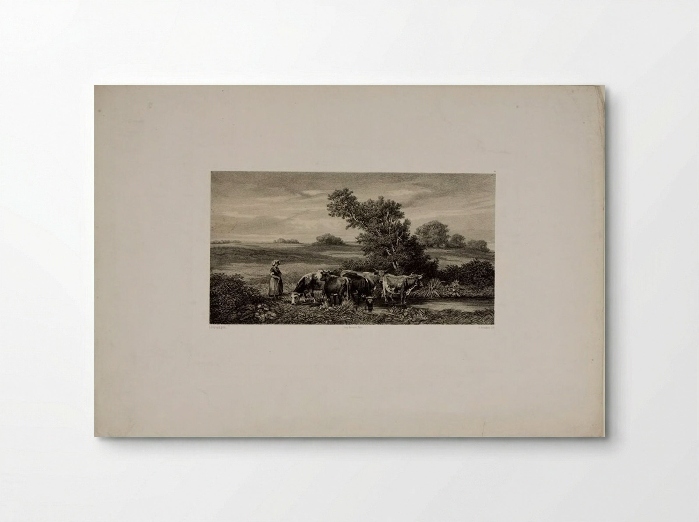 Cows - Auguste Paul Charles Anastasi - Poster