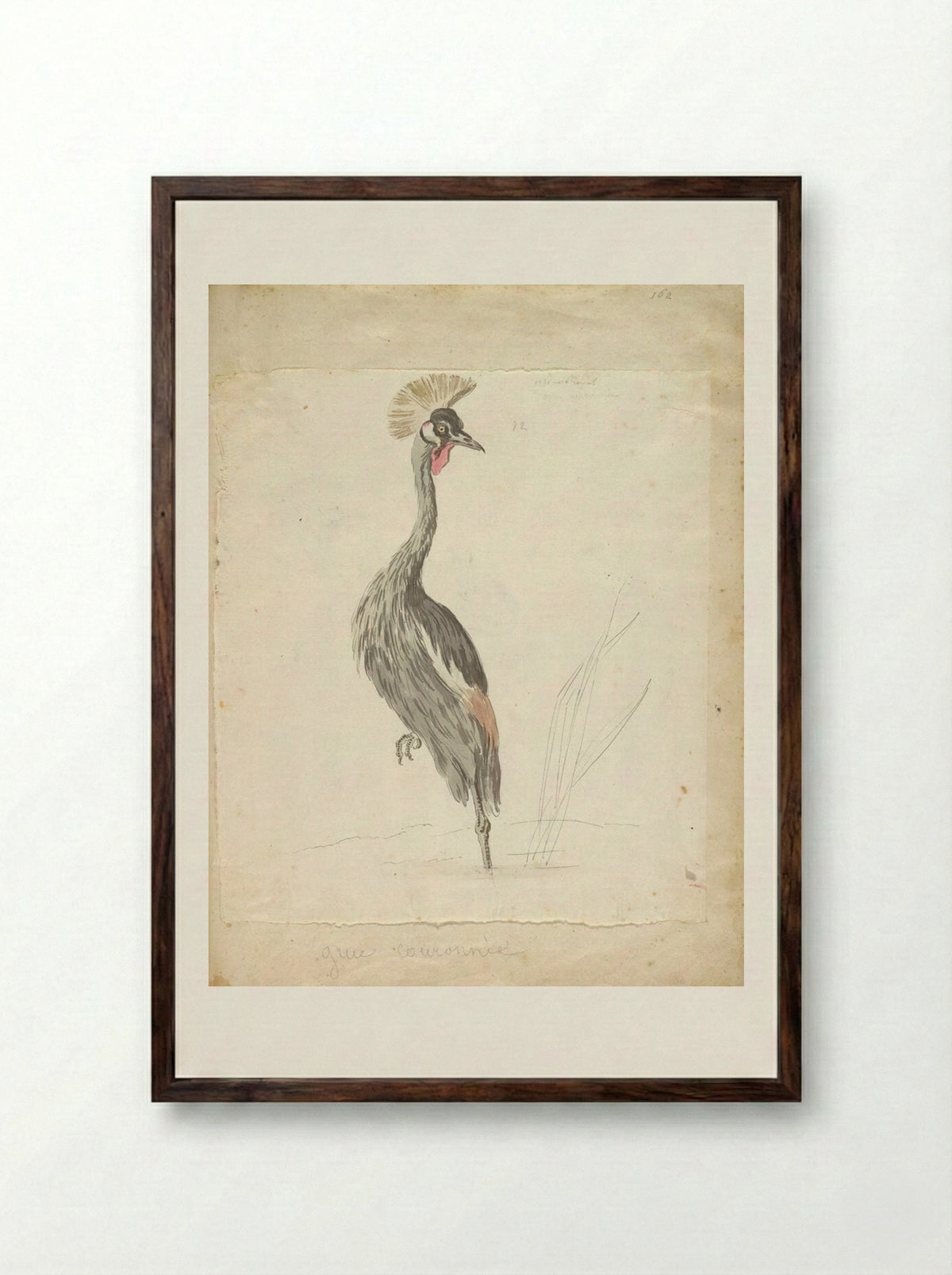 Crane Looking to the Left - Jean-Baptiste Oudry - Framed Print Dark Wood