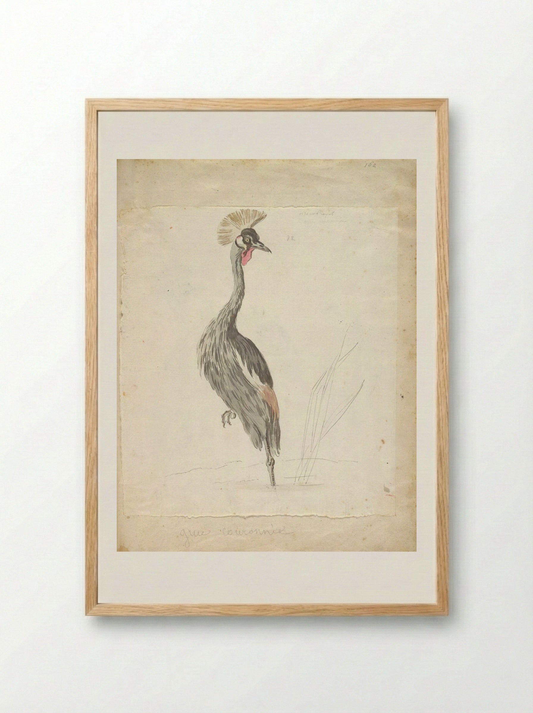 Crane Looking to the Left - Jean-Baptiste Oudry - Framed Print Wood