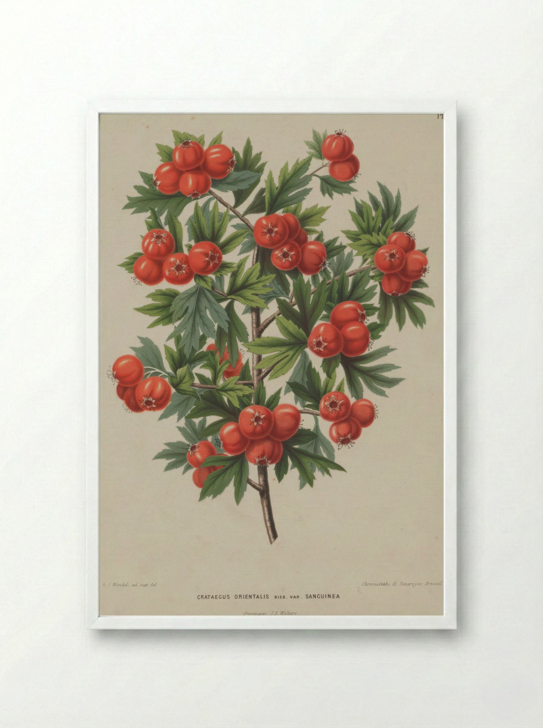 Crataegus Orientalis Pallas Ex Bieb. - A. J. Wendel - Framed Print White