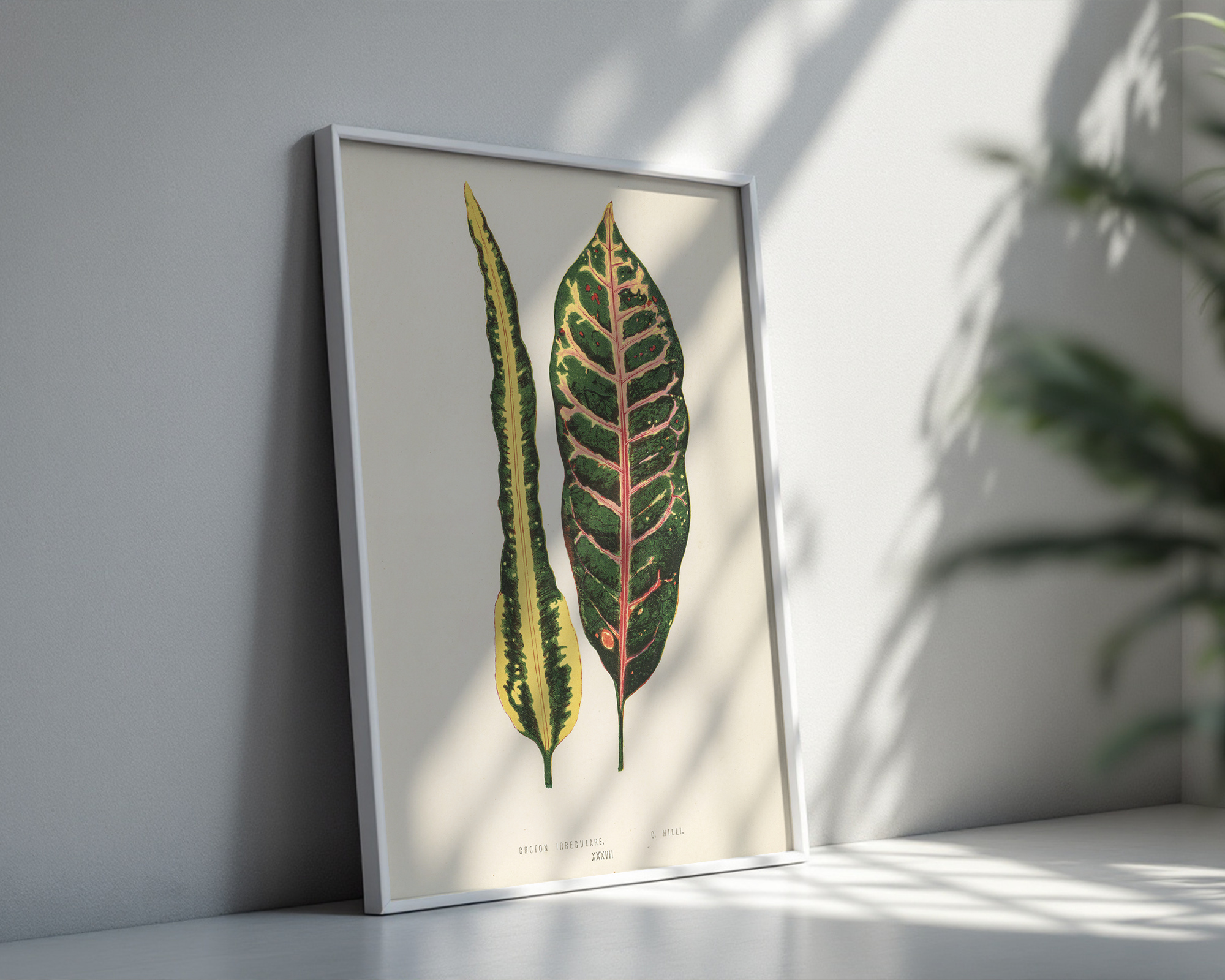 Croton-irregulare.-Digitally-enhanced-from-our-own-1929-edition-of-New-and-Rare-Beautiful-Leaved-Plants-by-Benjamin-Fawcett mockup