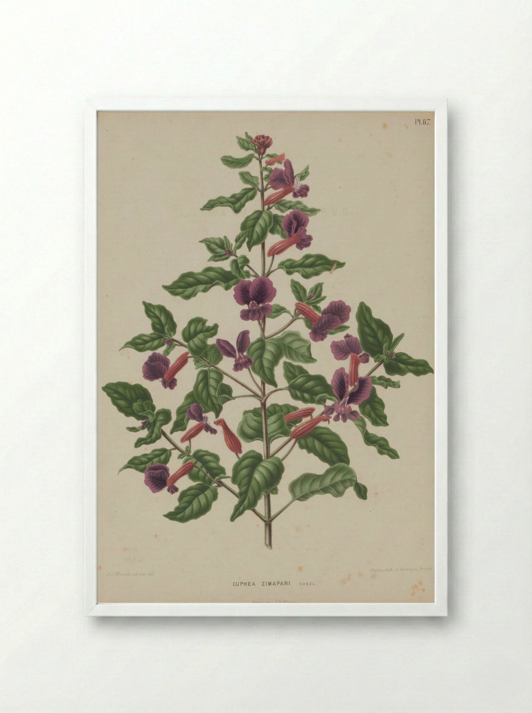 Cuphea Lanceolata Dryand. - A. J. Wendel - Framed Print White