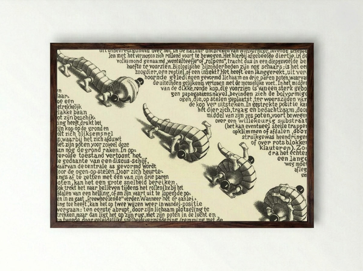 Curl Up (Pedalternorotandomovens) - M.C. Escher - Framed Print Dark Wood